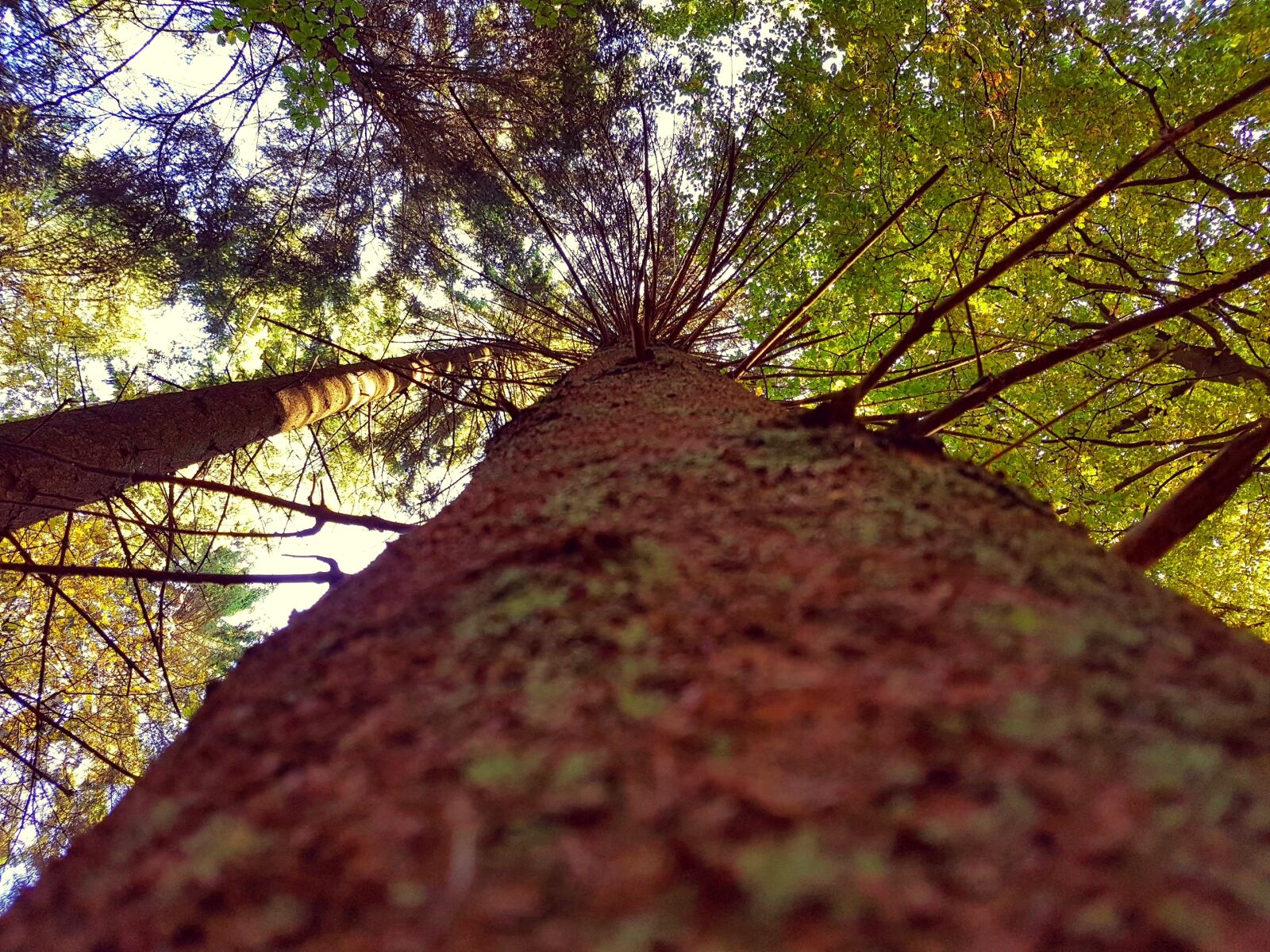 Samsung Galaxy S7 sample photo. Tree, crown, bark photography