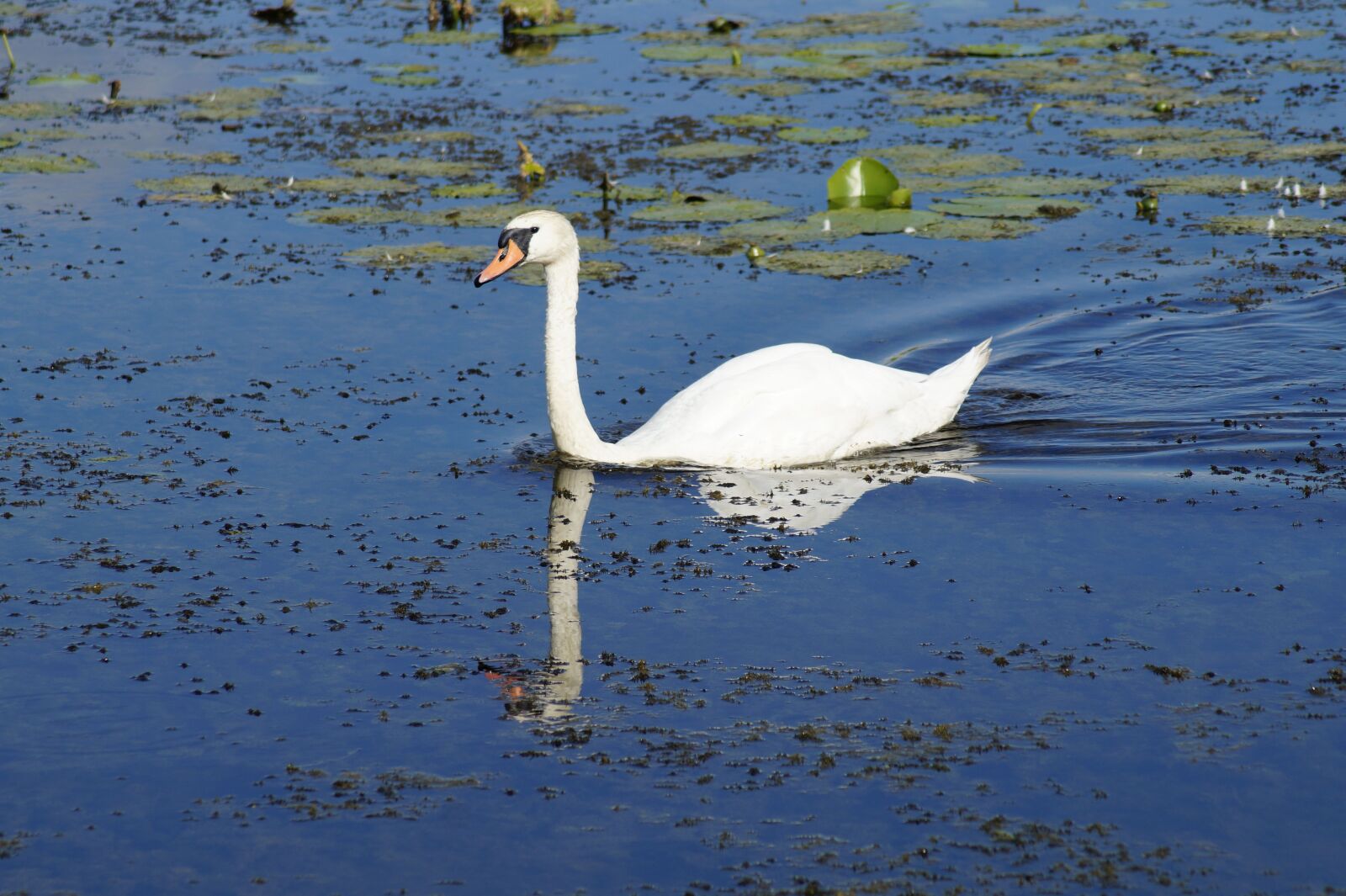 Sony SLT-A58 sample photo. Swan, bird, water photography