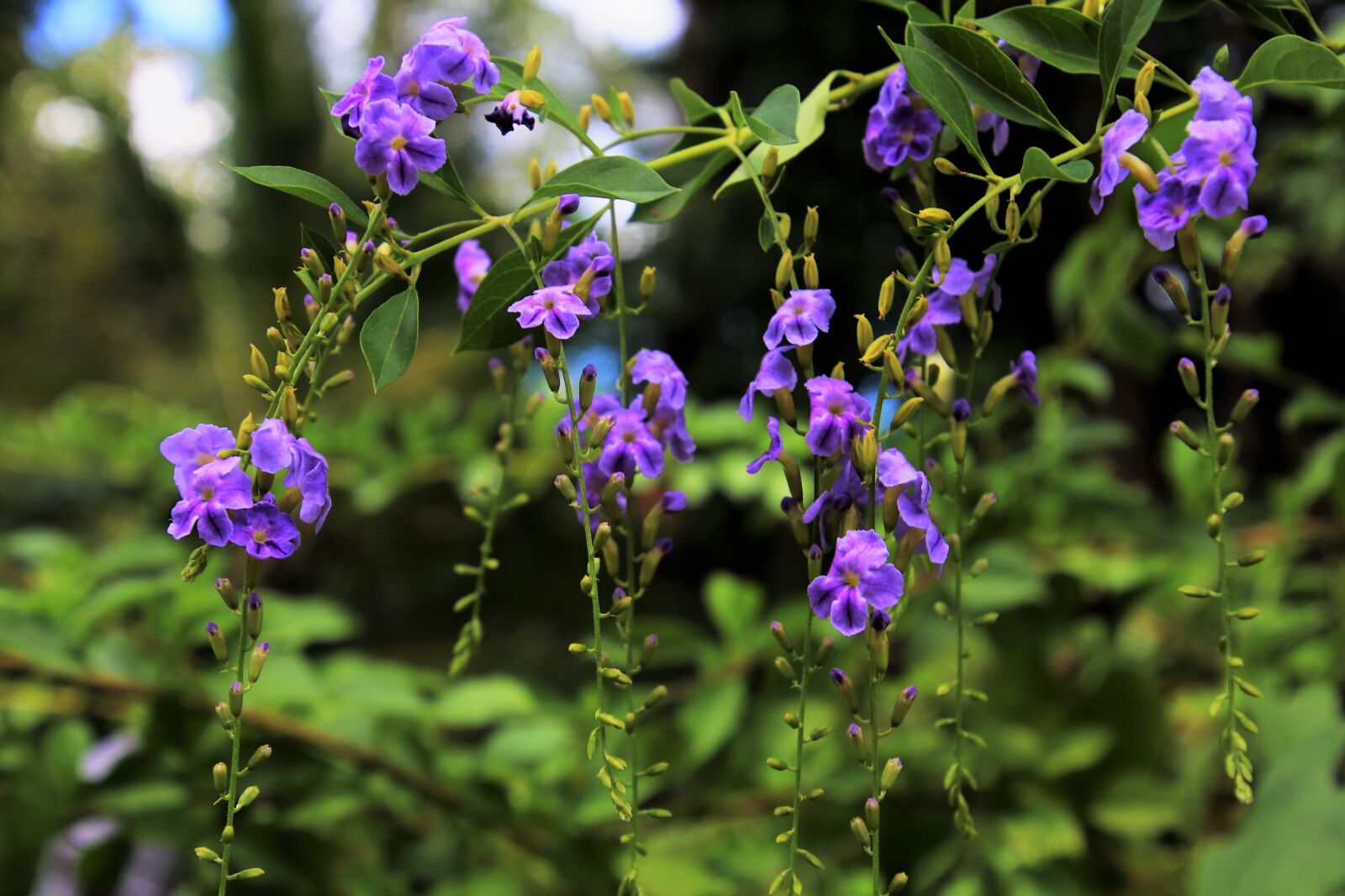 Canon EOS 80D sample photo. Flower, plant, nature photography