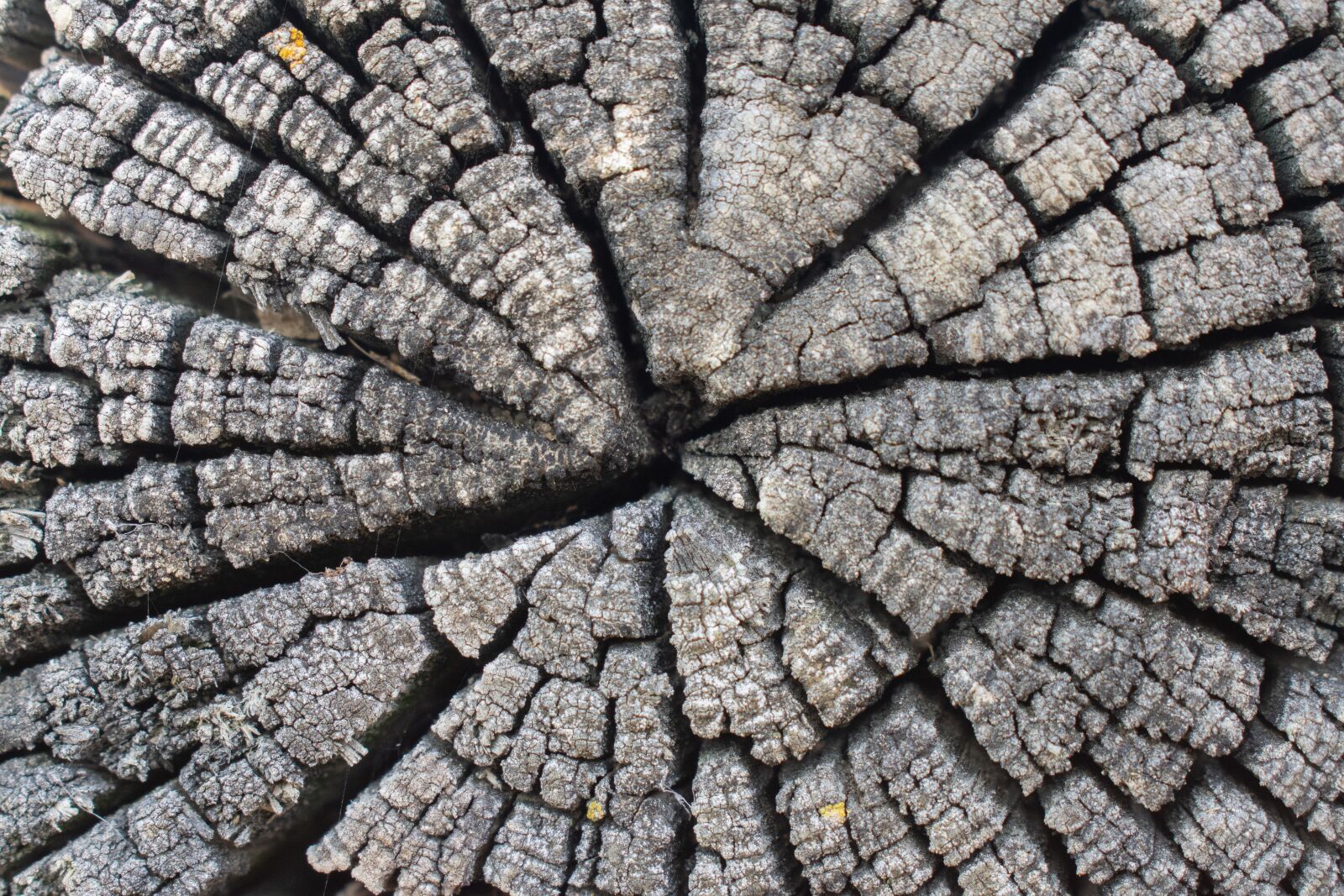 Nikon D7200 sample photo. Tree, slice of wood photography