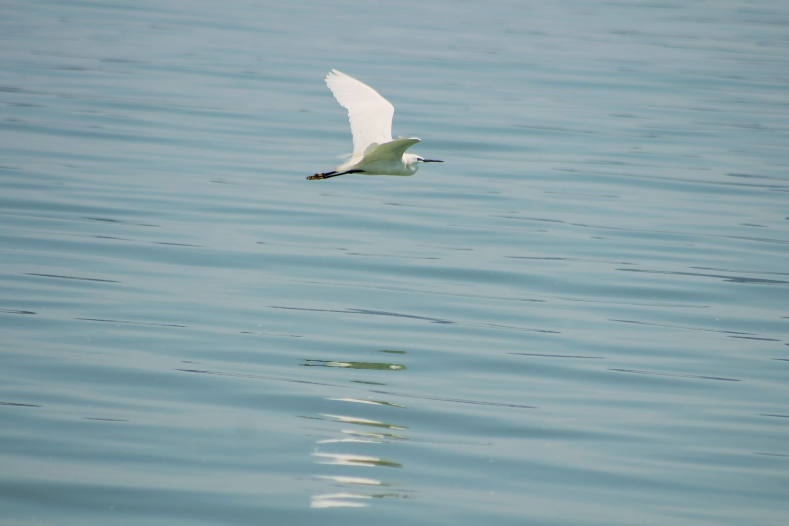 Canon EF75-300mm f/4-5.6 sample photo. Little, heron, hunter photography