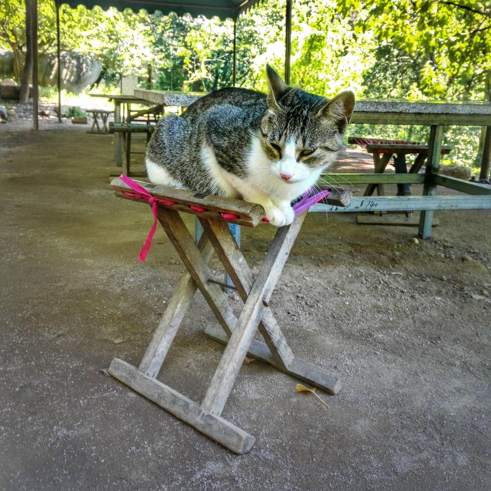 HUAWEI Honor 7 sample photo. Cat, meow, qingdao photography