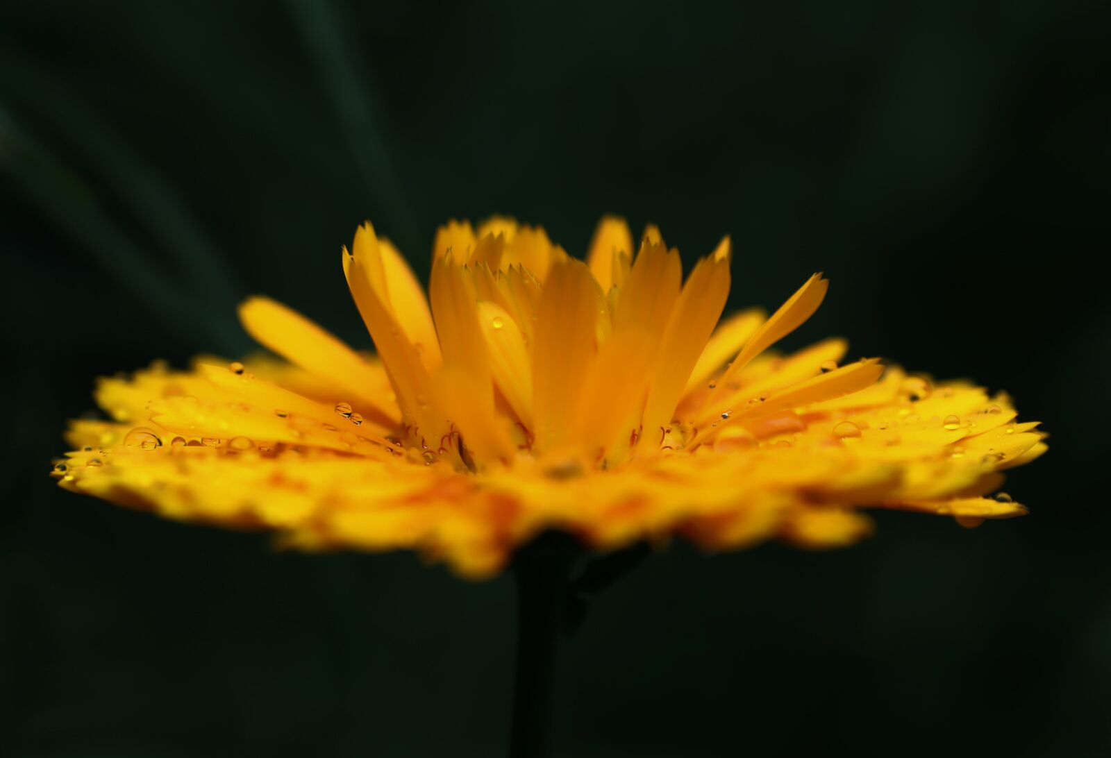 Tamron SP 90mm F2.8 Di VC USD 1:1 Macro sample photo. Marigold, macro, flower photography