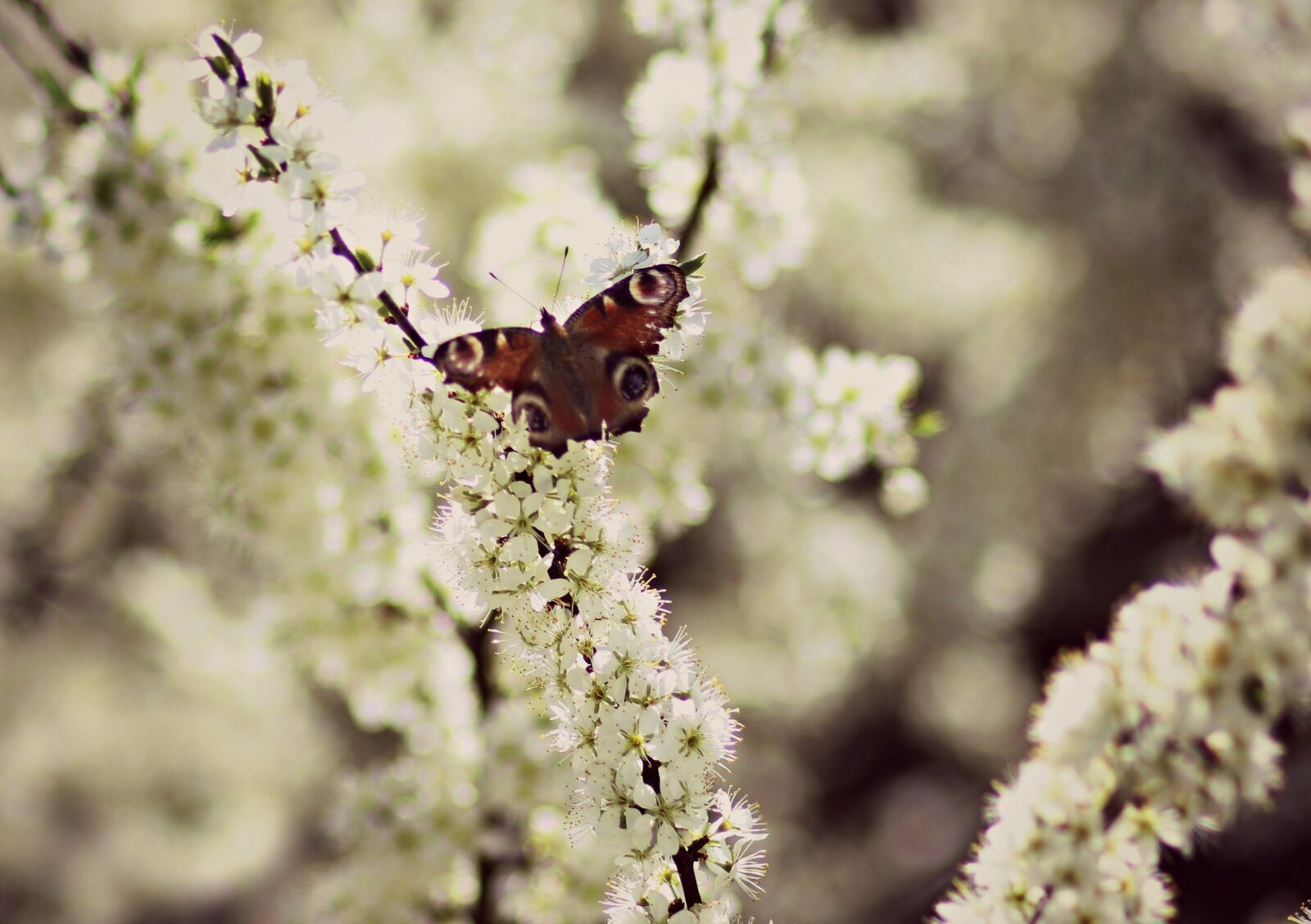 Canon EF 85mm F1.8 USM sample photo. Butterfly, flowers, white photography