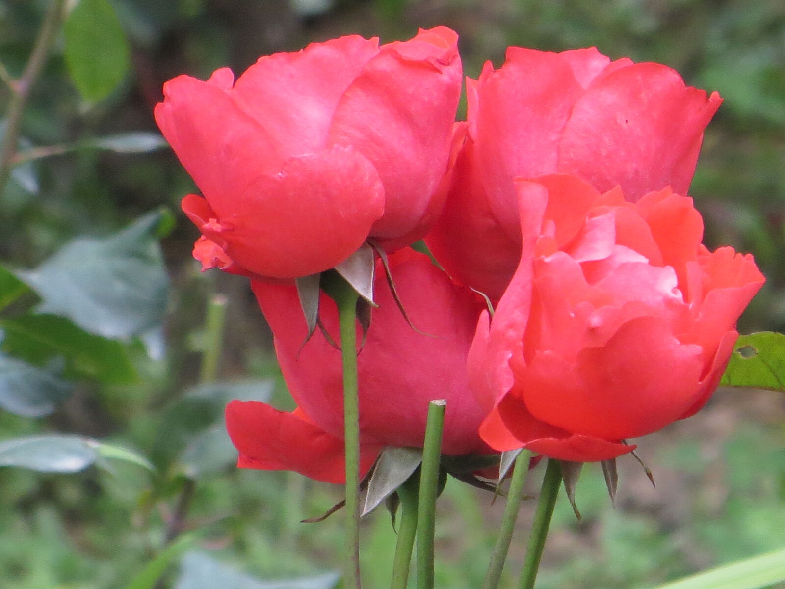Canon PowerShot SX260 HS sample photo. Red, rose photography