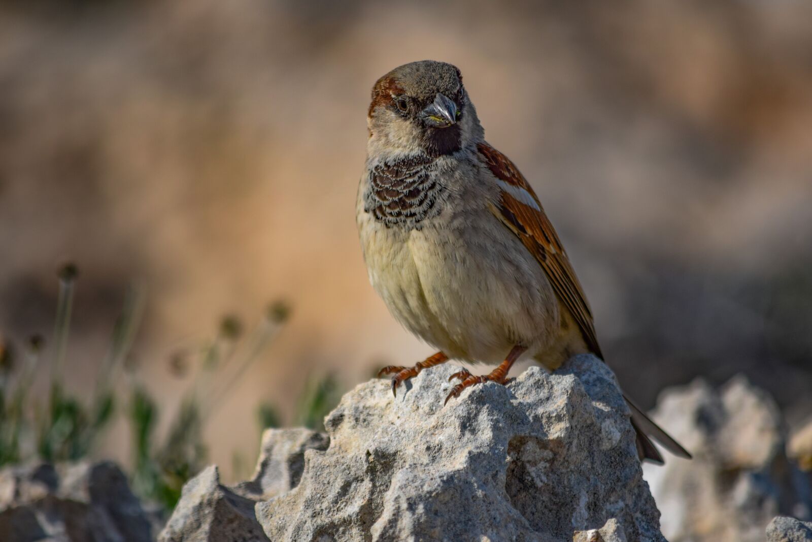 Nikon D3300 sample photo. Sparrow, nature, wildlife photography