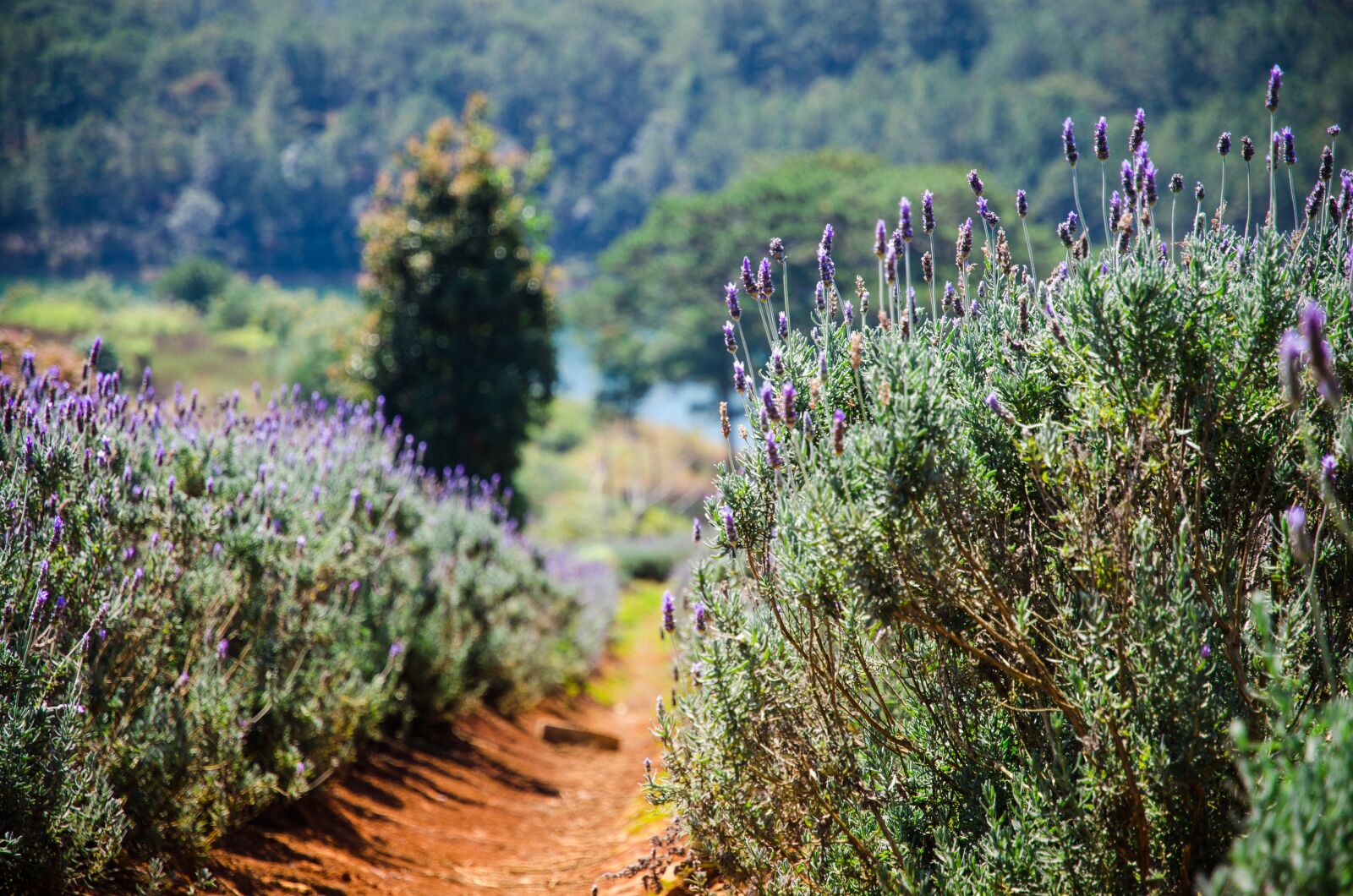 Nikon D7000 sample photo. đà lạt, lavender, travel photography