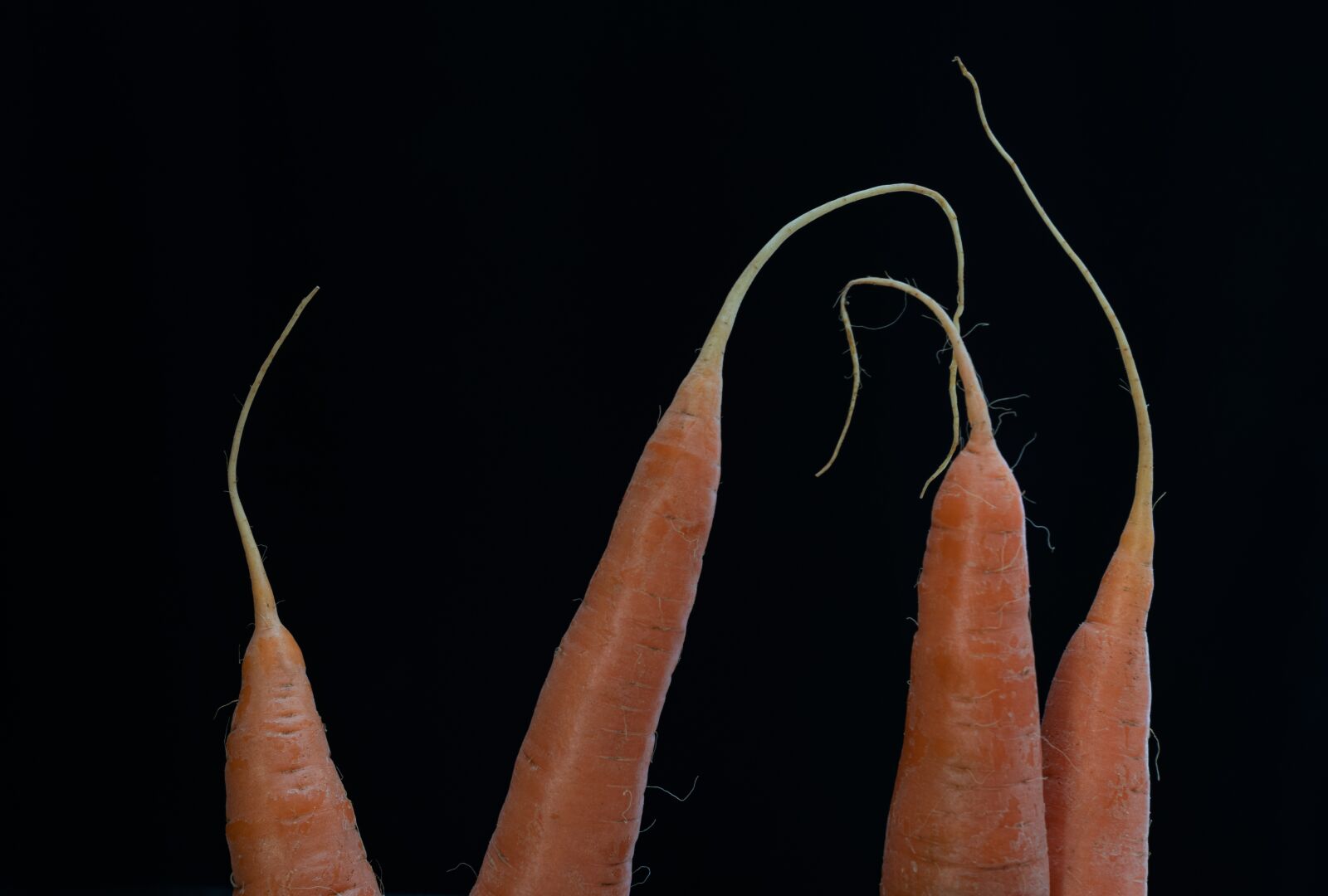 Nikon D750 sample photo. Closeup, still life, carrot photography