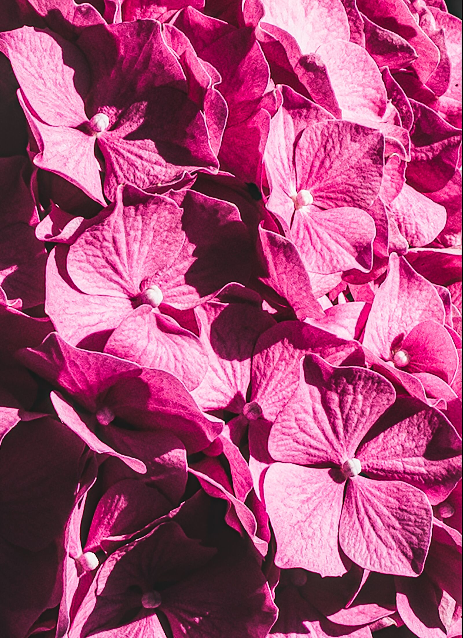 Sony Alpha NEX-3 sample photo. Hydrangeas, garden, hydrangea photography