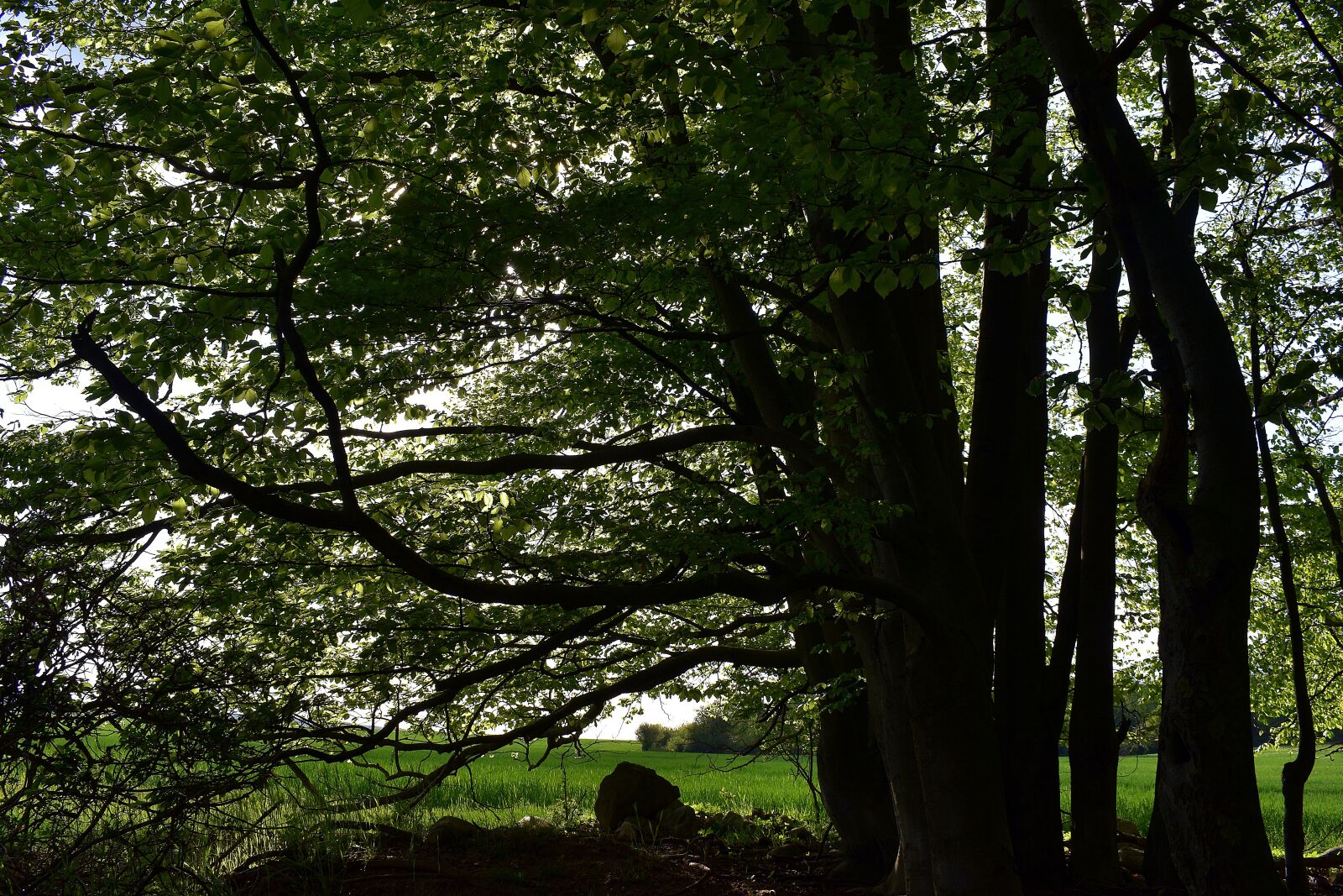 Nikon D3400 sample photo. Forest, nature, landscape photography