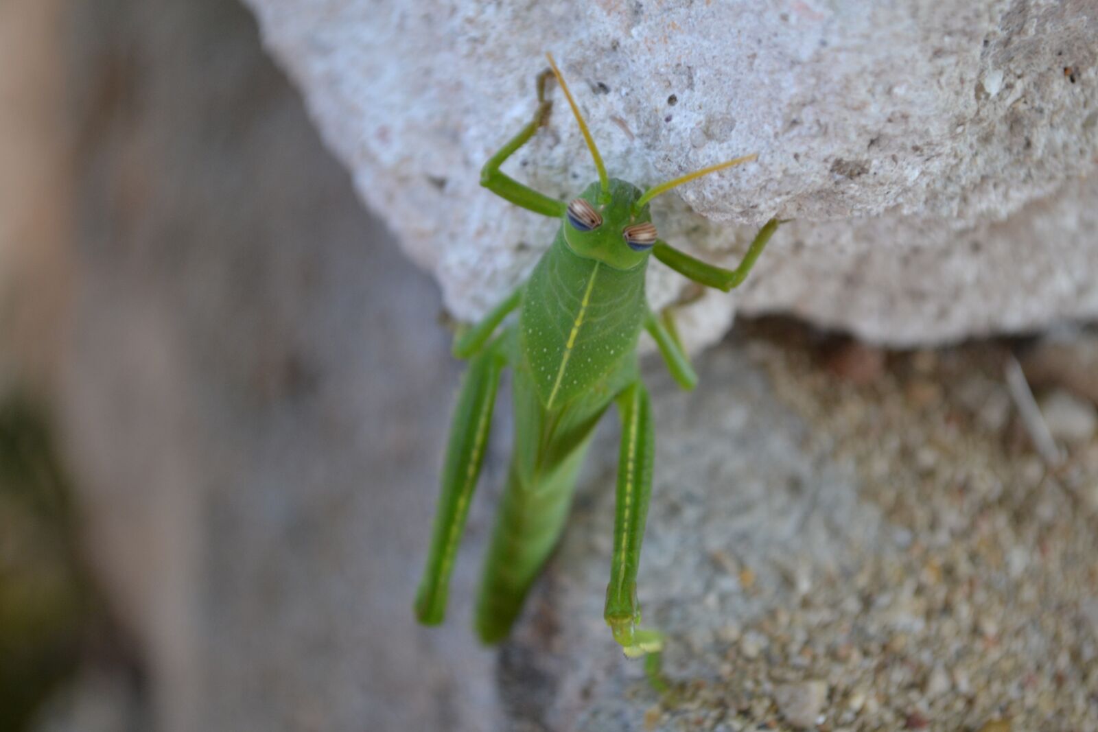Nikon D3100 sample photo. Nature, insect, wildlife photography