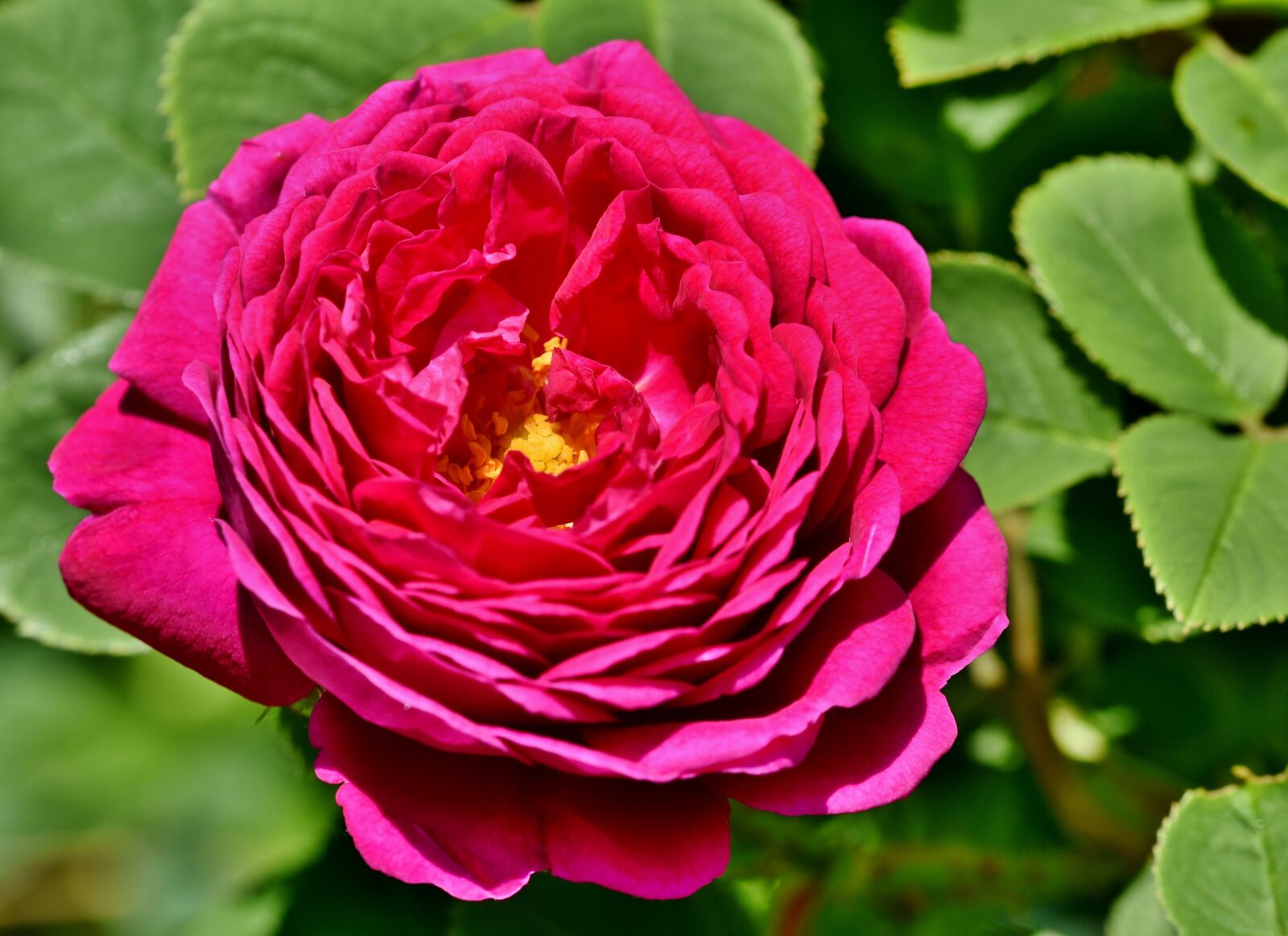Nikon D7200 sample photo. Rose, rose bloom, garden photography