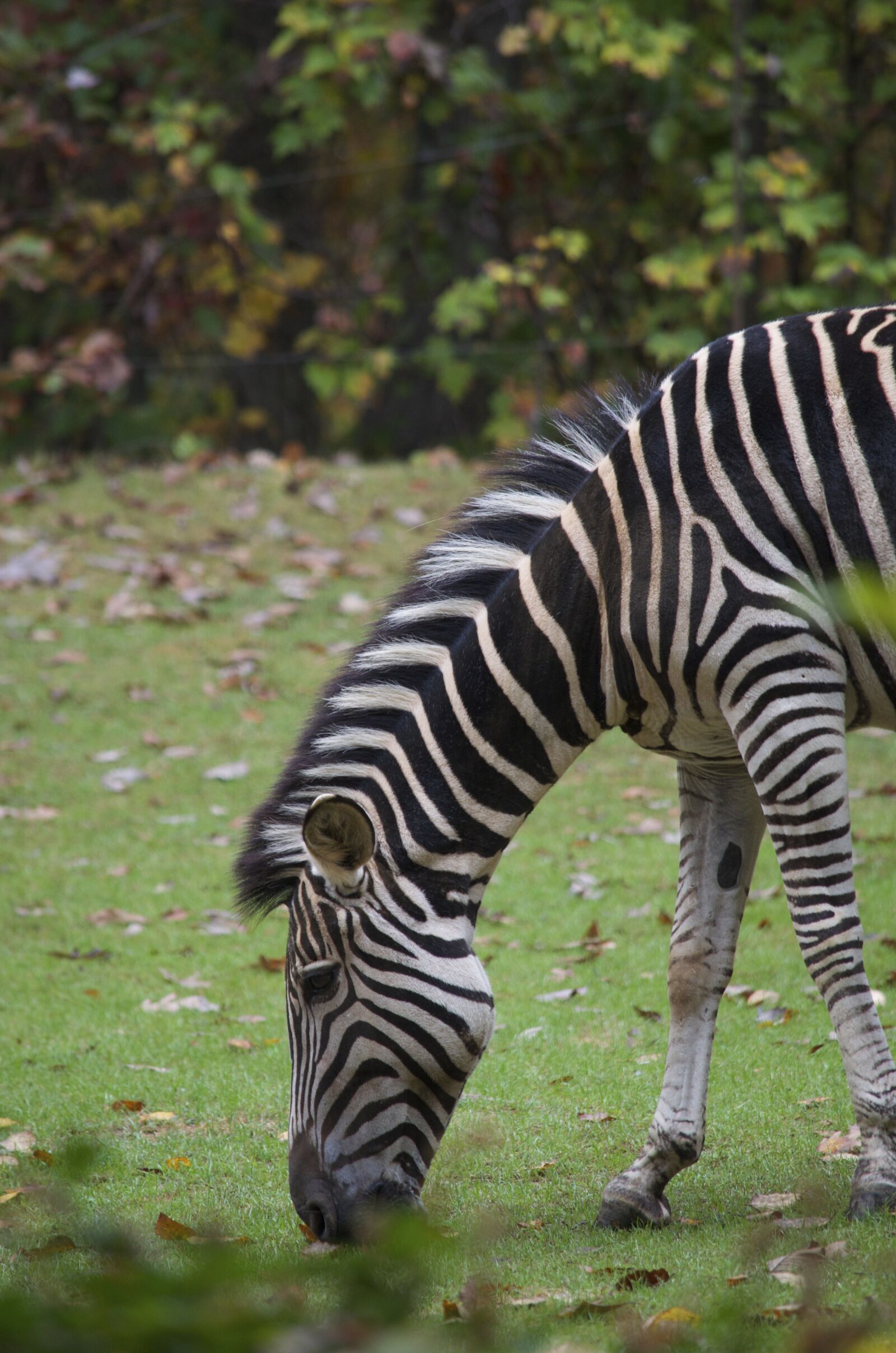 Nikon D5100 sample photo. Zebra, animal, africa photography