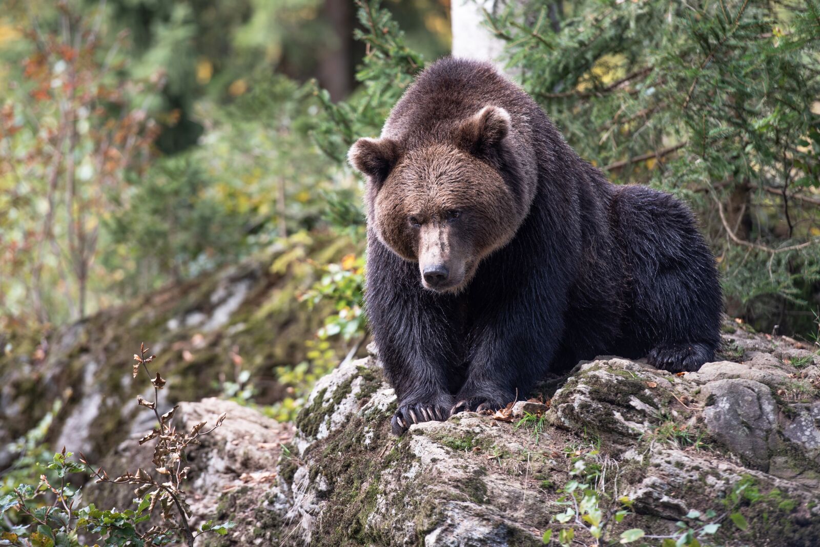 Nikon D750 sample photo. Brown bear, bear, teddy photography