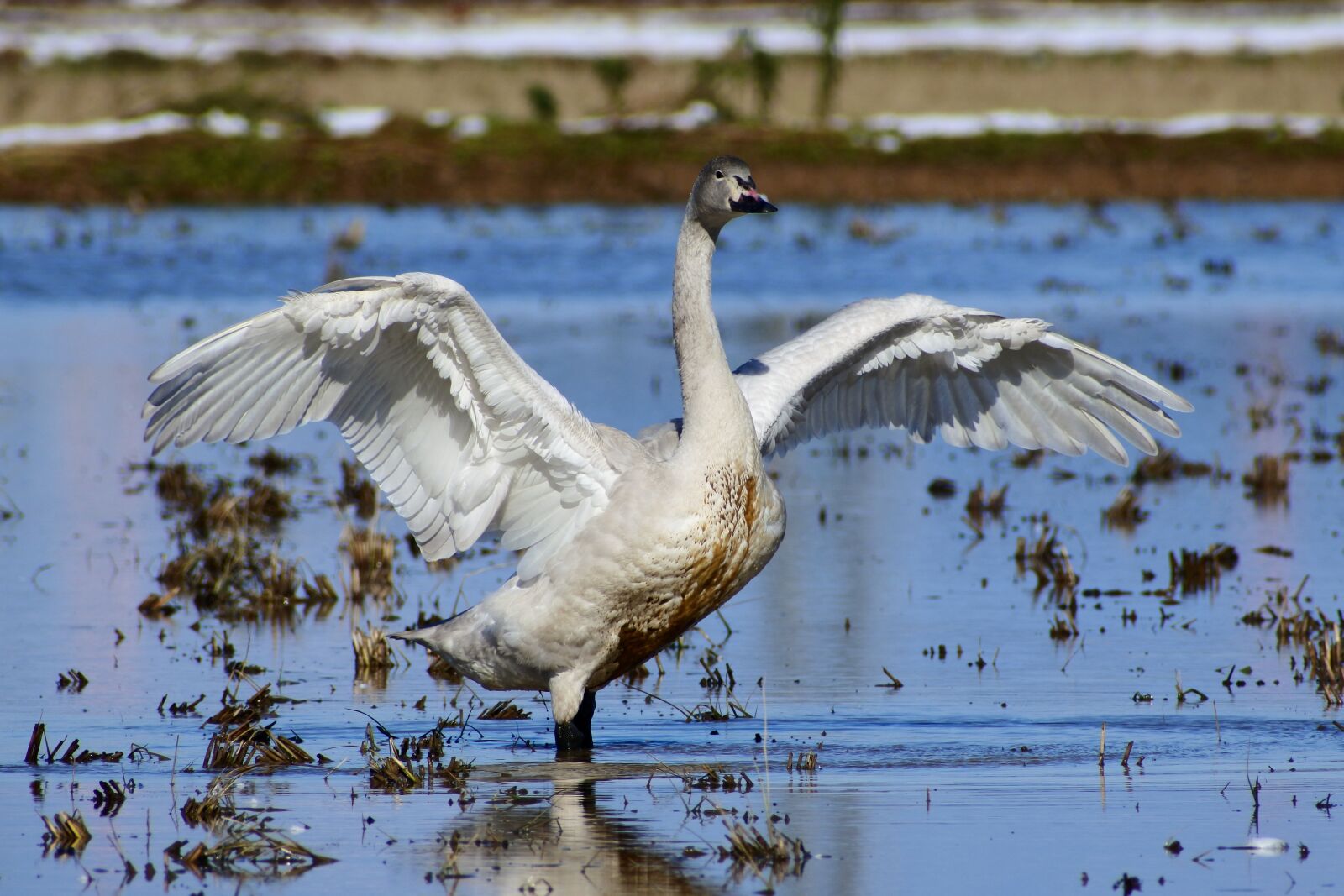 VR 70-300mm f/4.5-6.3G sample photo. Animal, yamada's rice fields photography