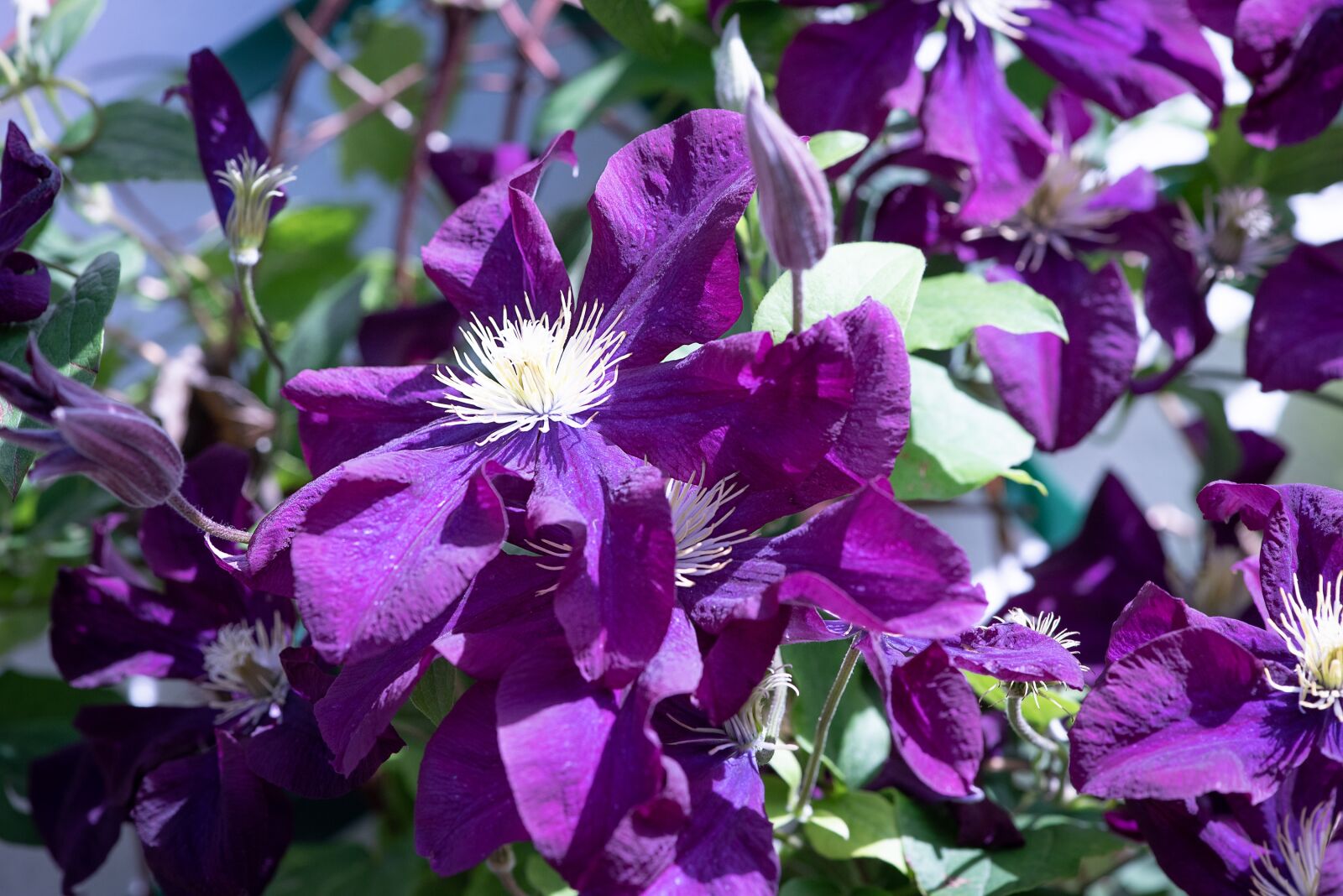 Nikon D750 sample photo. Clematis, violet, flower photography