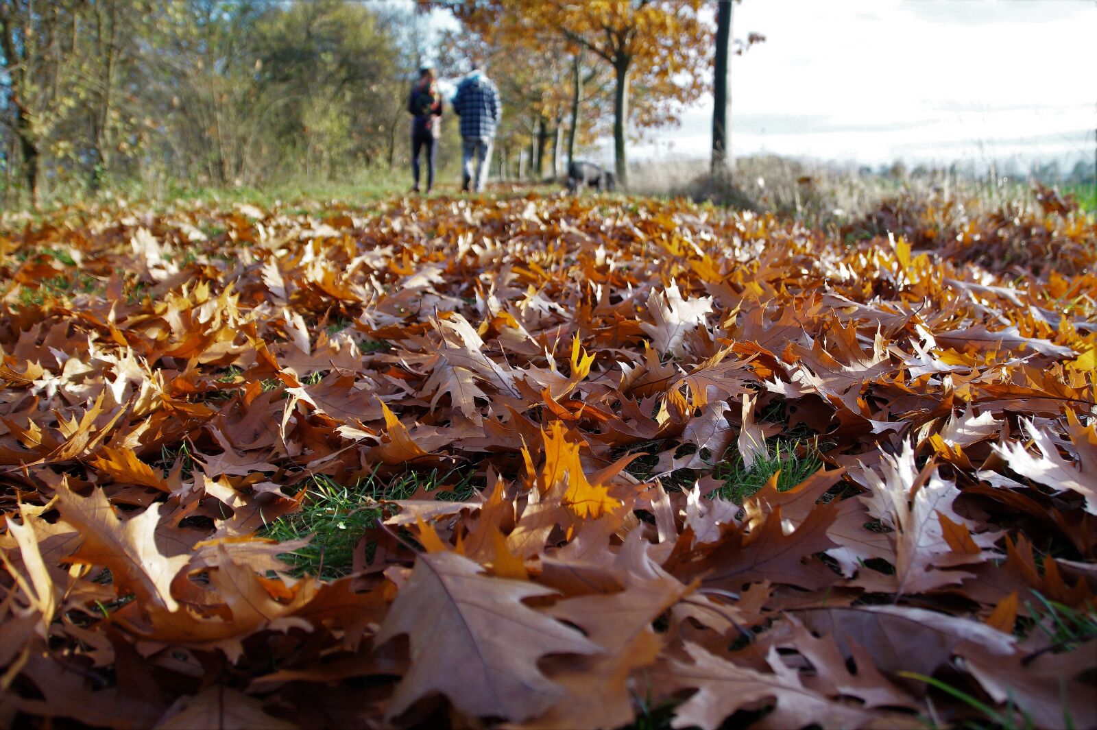 Sony SLT-A58 sample photo. Autumn, fallen leaves, colored photography