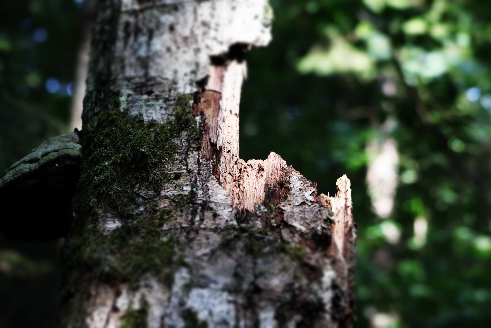 Canon EF 70-300 F4-5.6 IS II USM sample photo. Roots, tree, stem photography