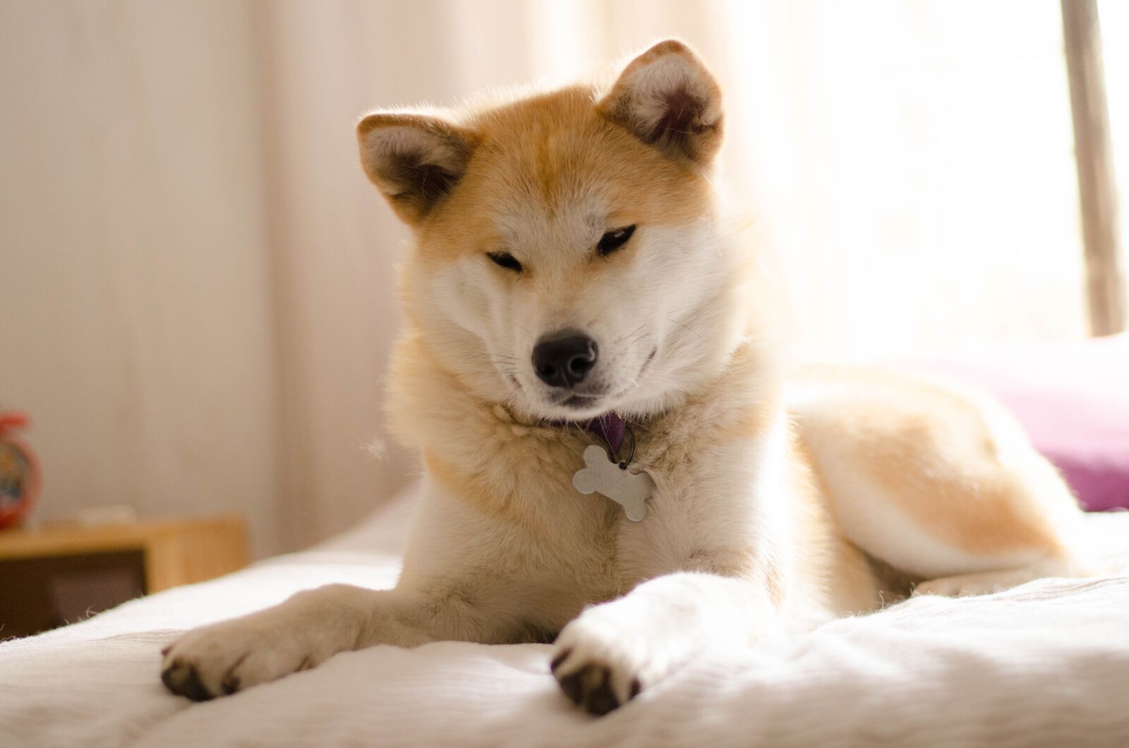 Nikon D5100 sample photo. Dog, akita, akita inu photography