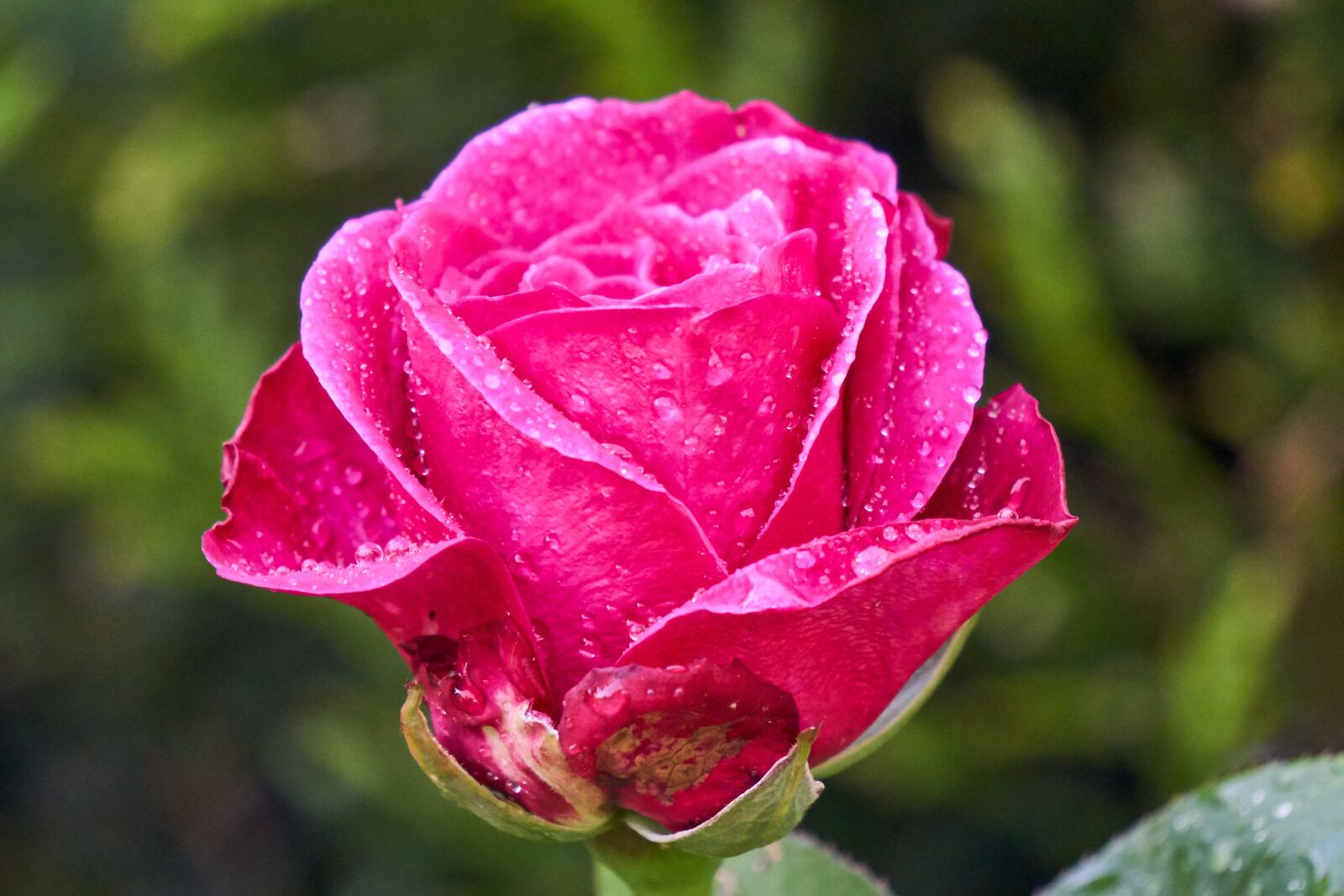 Sony E 55-210mm F4.5-6.3 OSS sample photo. Rose, blossom, bloom photography