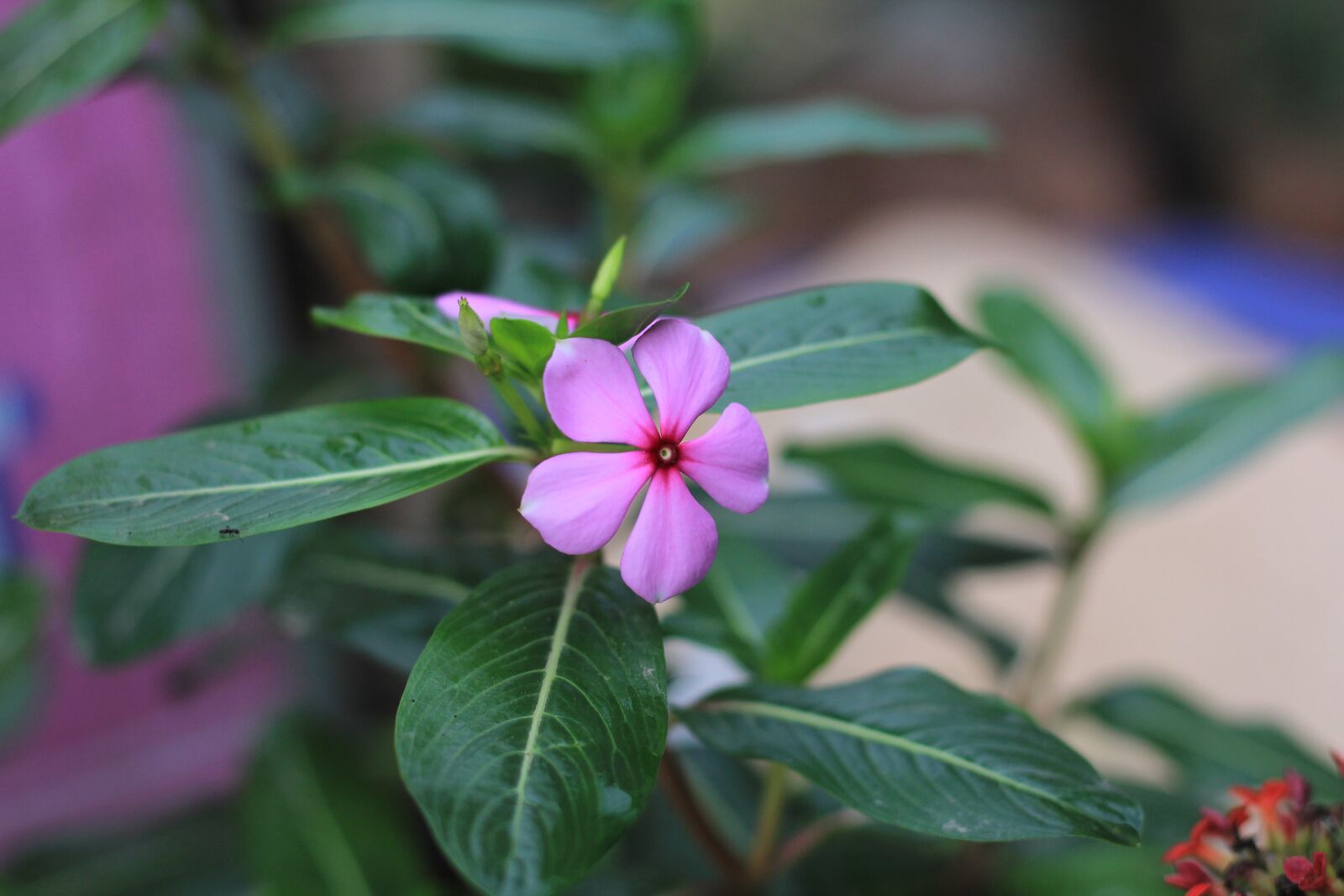 Canon EOS 60D + Canon EF 50mm F1.8 STM sample photo. United coconut, flower, tree photography