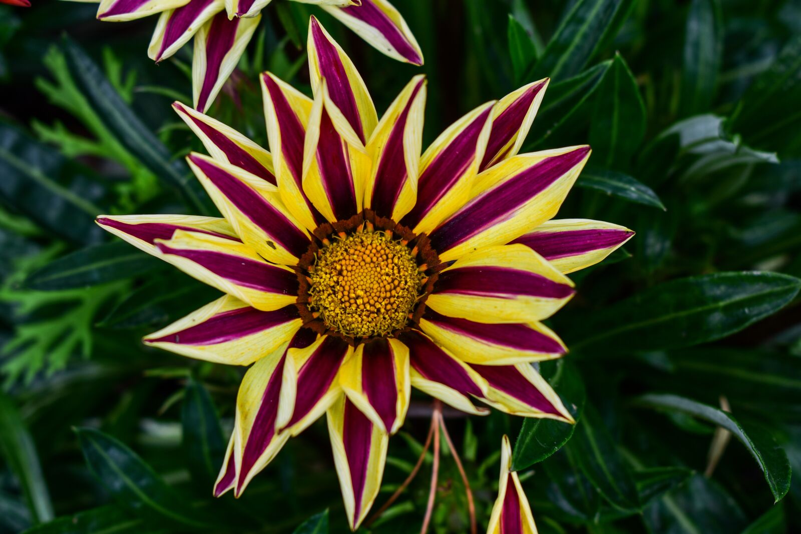 Nikon D3400 sample photo. Nature, plant, flower photography