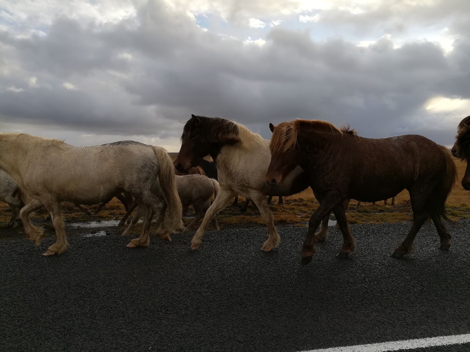 HUAWEI honor 6x sample photo. Iceland, icelanders, horse photography
