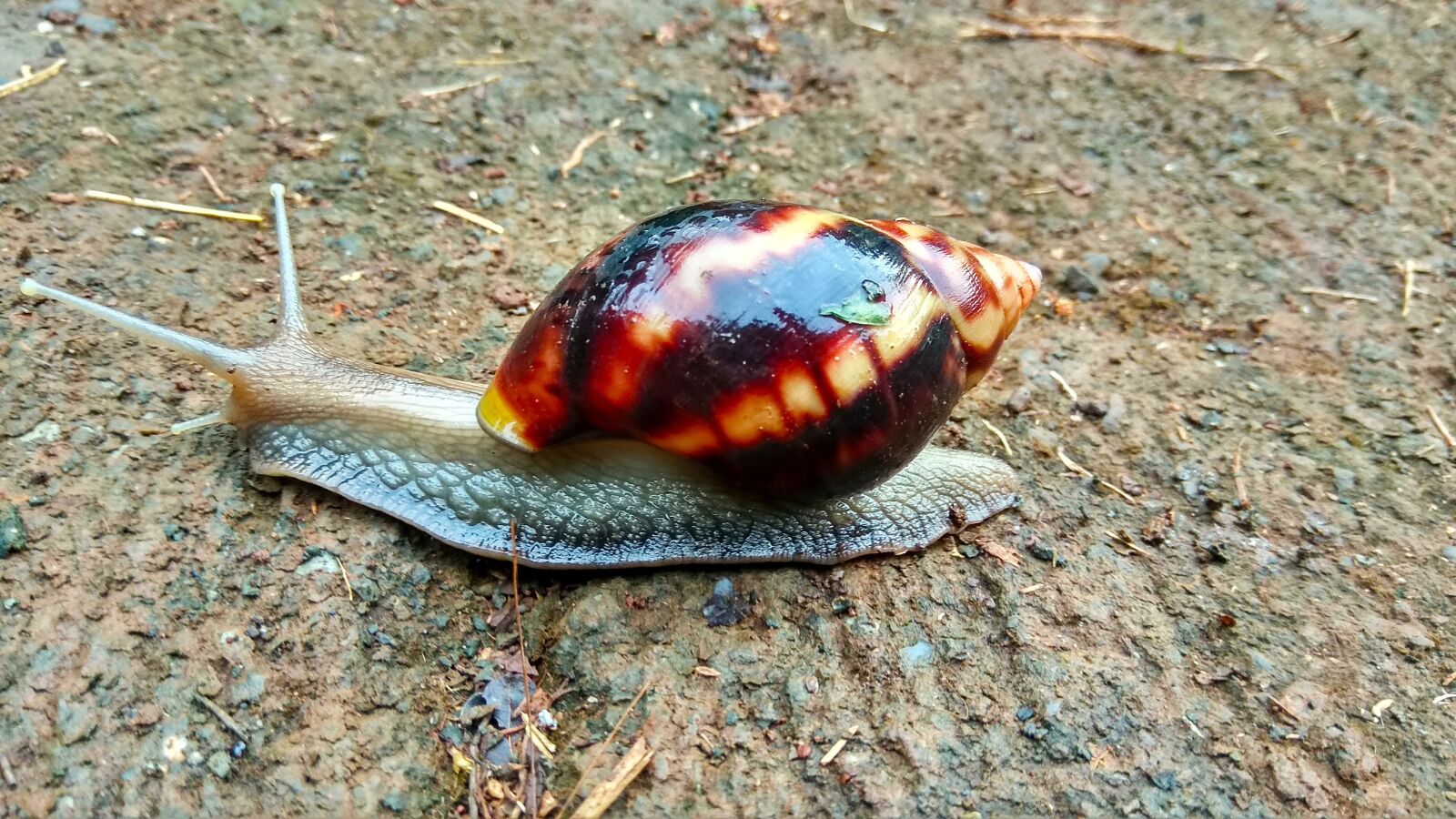 Xiaomi Redmi Note 4 sample photo. Snail, closer, outdoor photography