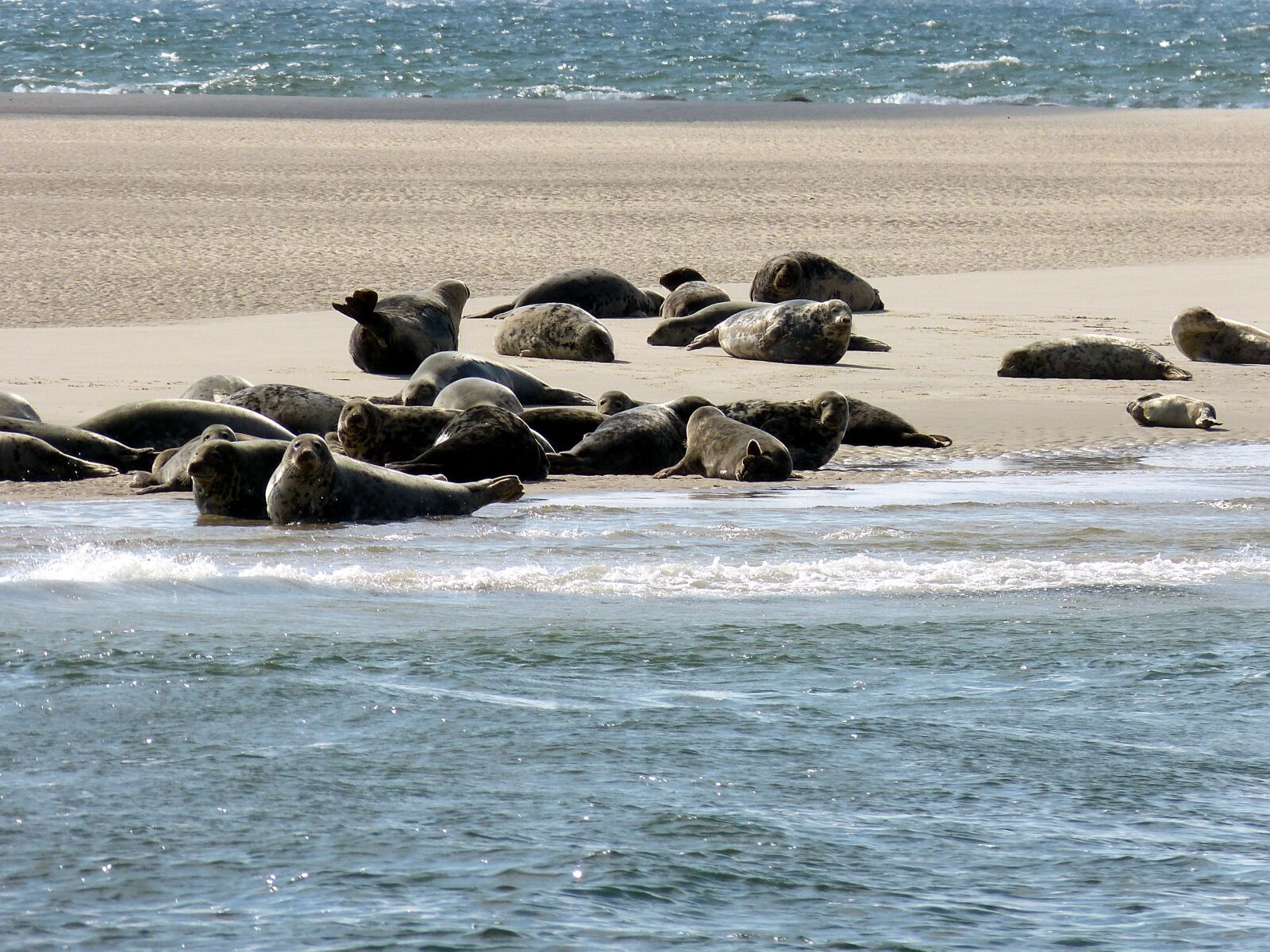 Panasonic Lumix DMC-FZ150 sample photo. Sylt, h rnum, north photography