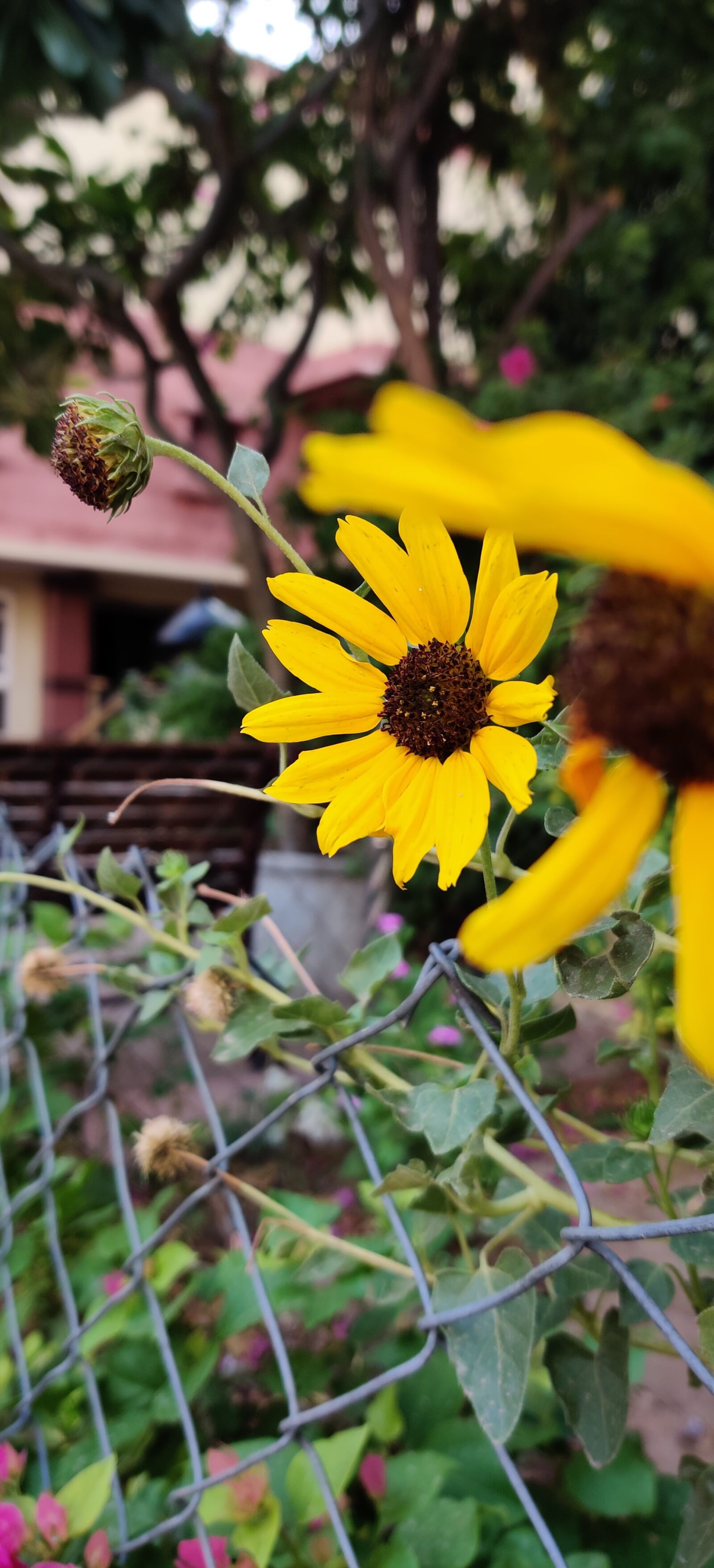 OnePlus GM1911 sample photo. Flower, garden, yellow photography
