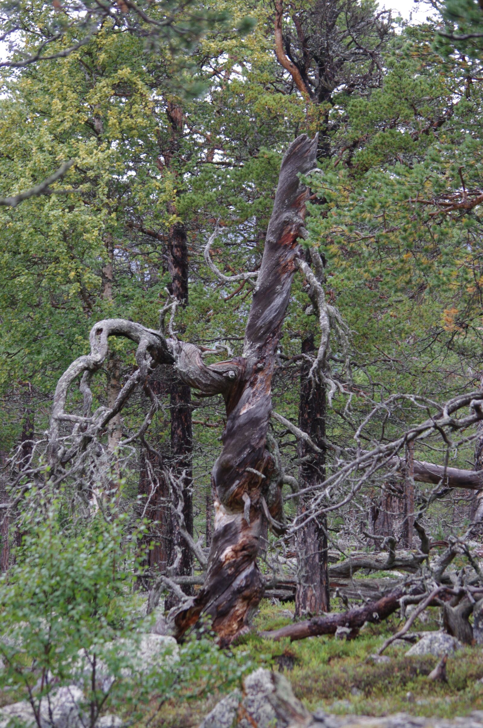 Pentax K-x sample photo. Monument tree, ancient tree photography