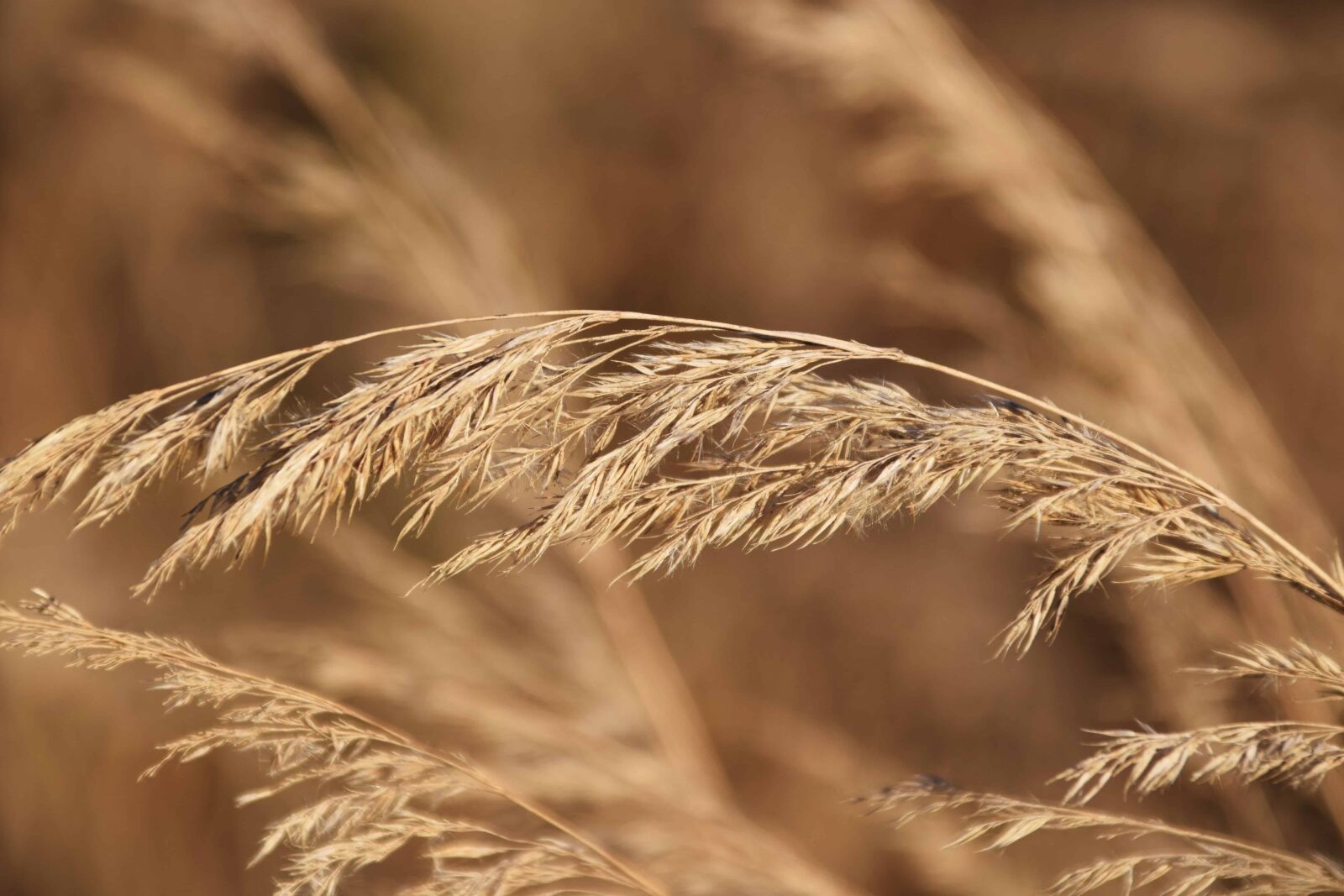 Nikon D3300 sample photo. Flora, seed, plant, reed photography