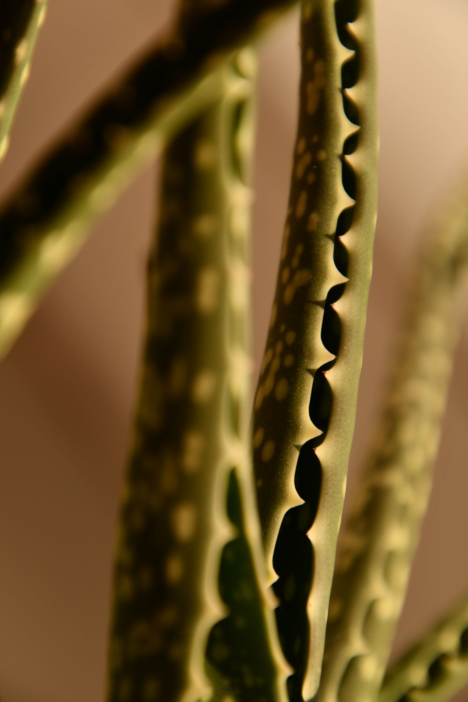 Nikon D7500 sample photo. Spike, spikes, teeth photography