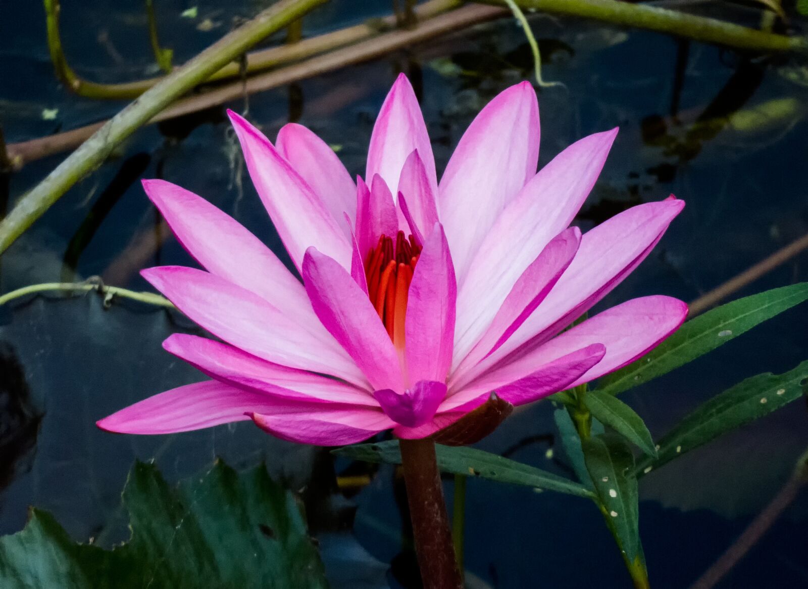 Canon PowerShot SX50 HS sample photo. Romance, flora, lotus photography
