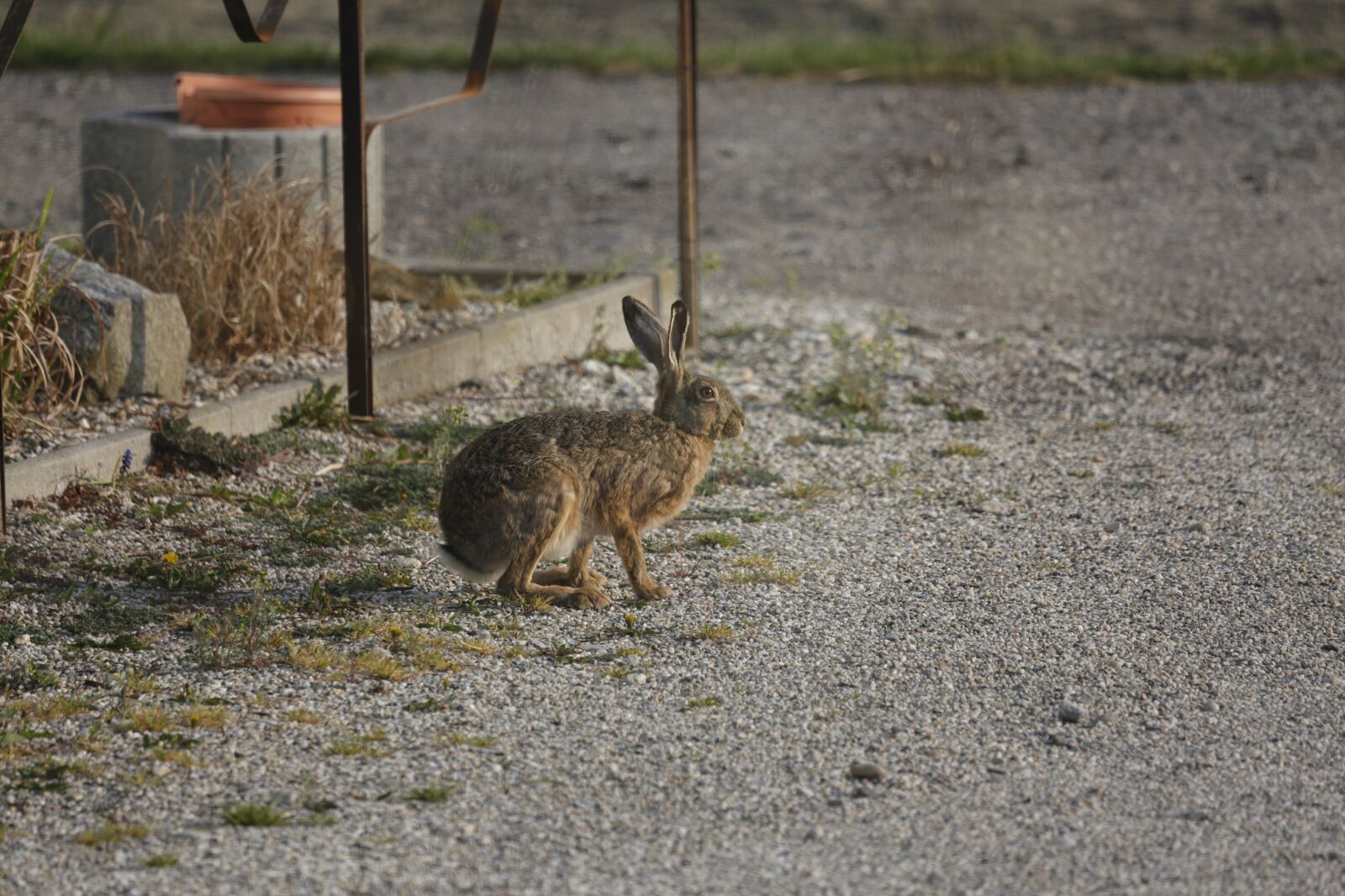 Canon EF 100-400mm F4.5-5.6L IS USM sample photo. Hare, meister lampe, nature photography