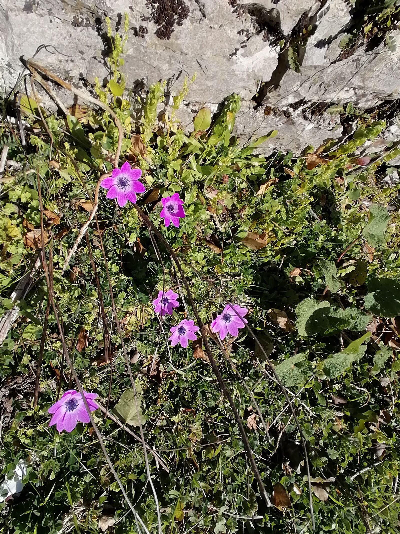 HUAWEI P30 LITE sample photo. Flowers, stone, nature photography