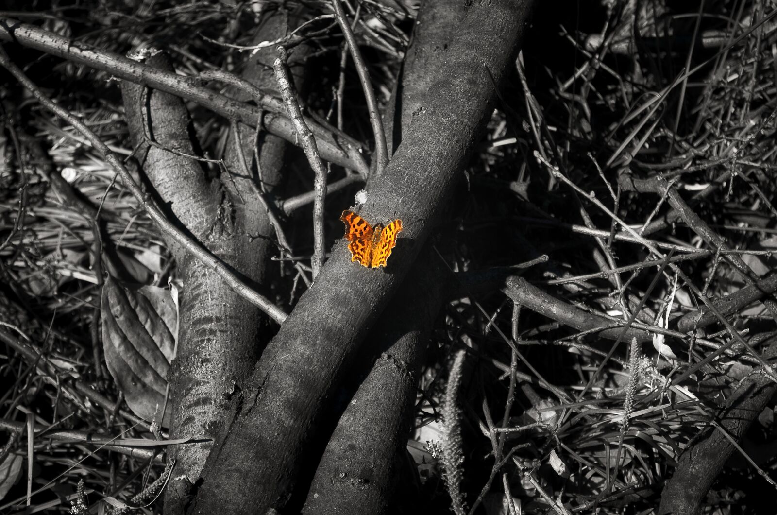 Nikon D7000 sample photo. Nature, tree, outdoors photography