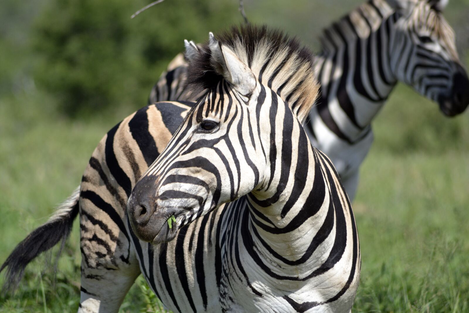 Nikon D3100 sample photo. Zebra, umfolozi game reserve photography