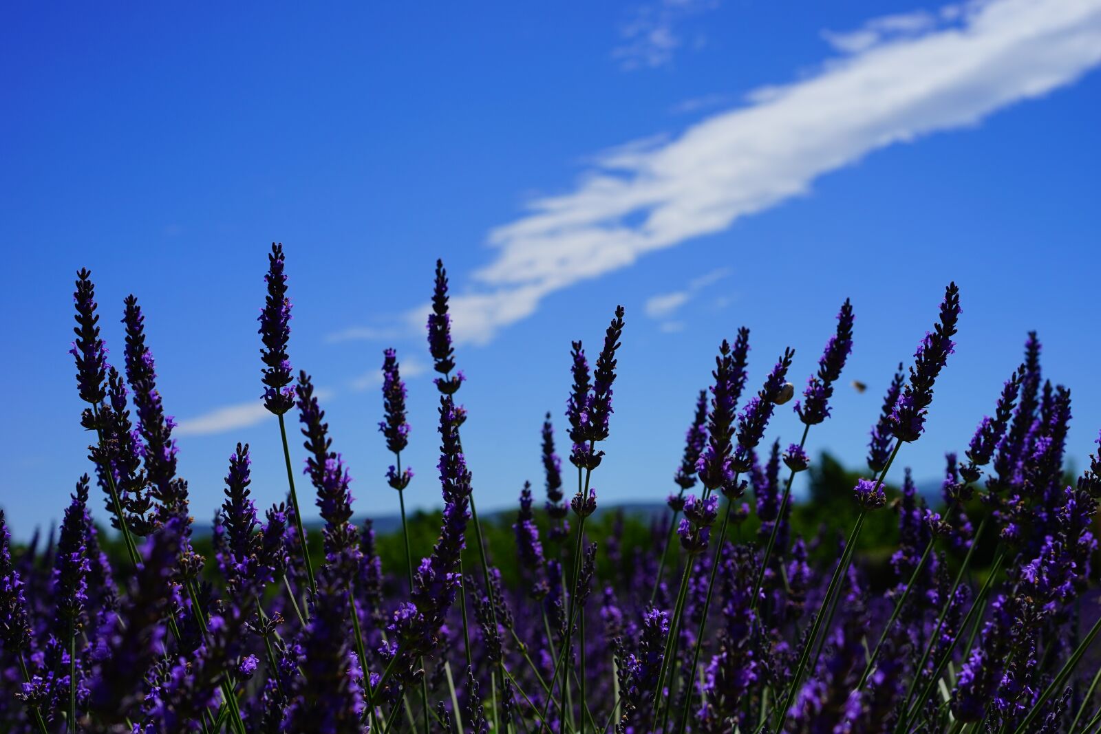 Sony a7 + Sony Sonnar T* FE 55mm F1.8 ZA sample photo. Lavender flowers, flowers, purple photography