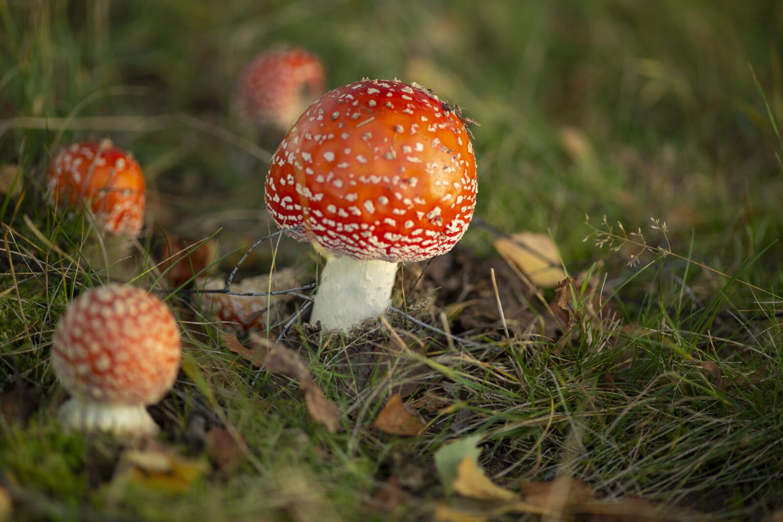 Canon EOS 5D Mark III + ZEISS Makro-Planar T* 100mm F2 sample photo. Fly agaric, mushrooms, toxic photography