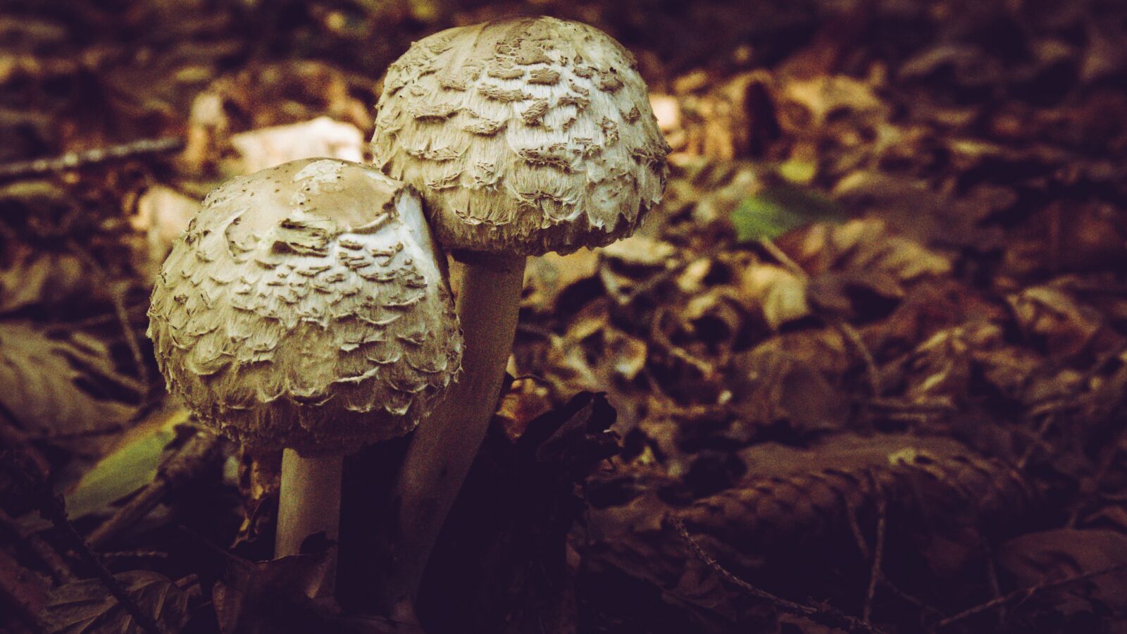 Canon EOS 650D (EOS Rebel T4i / EOS Kiss X6i) sample photo. Mushroom, autumn, forest photography