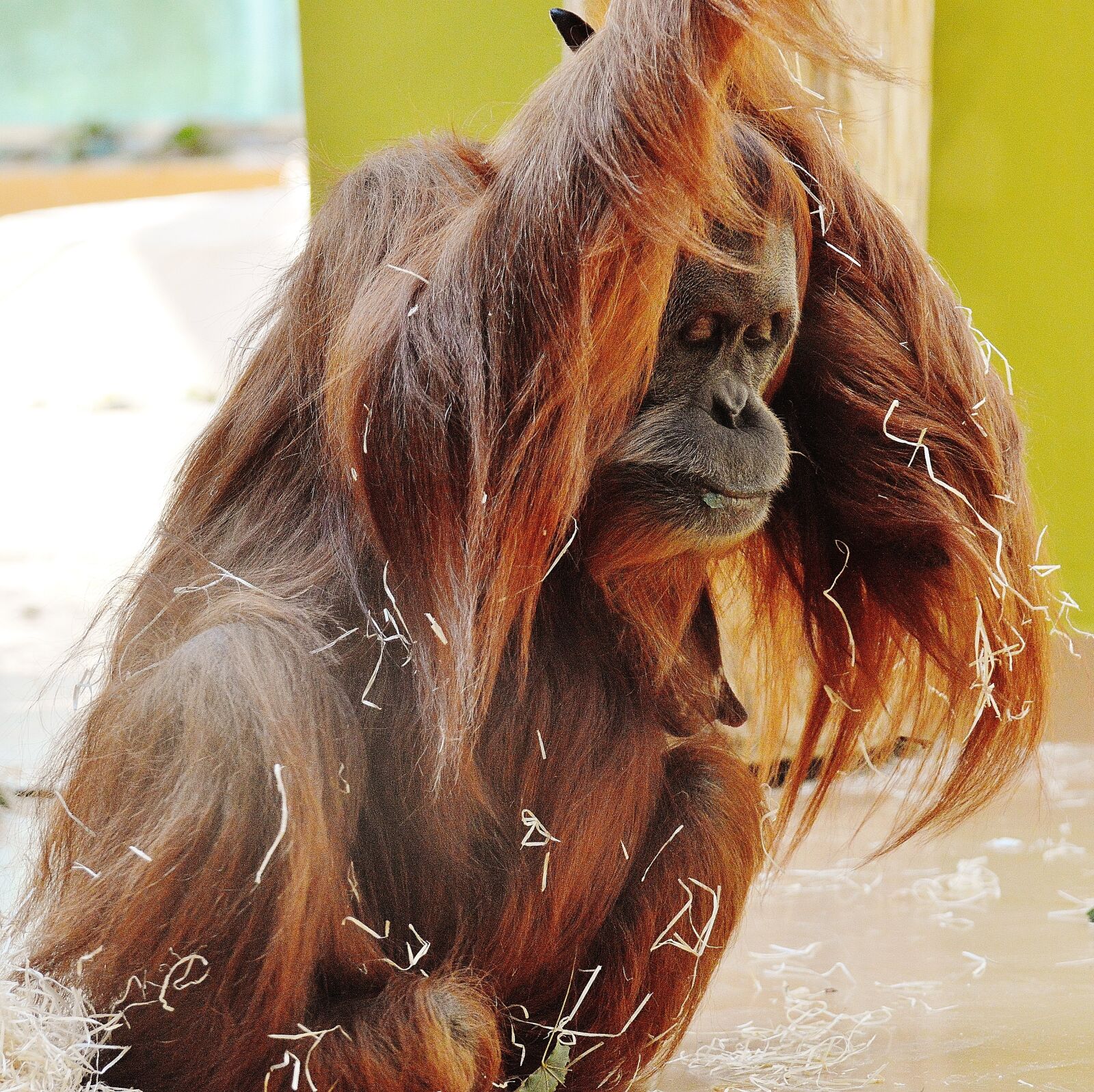 Nikon D3200 sample photo. Orang utan, monkey, cute photography