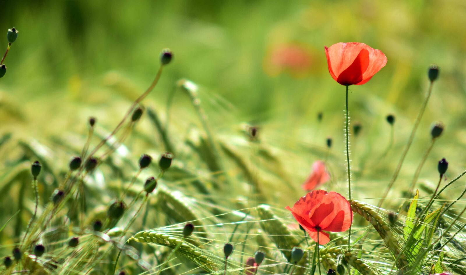 Nikon D3300 sample photo. Summer, green grass, outdoor photography