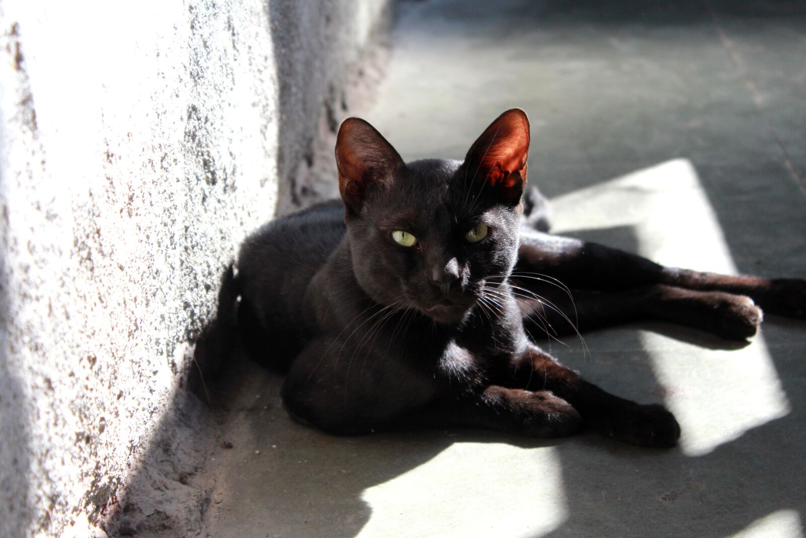 Canon EOS 600D (Rebel EOS T3i / EOS Kiss X5) sample photo. Black cat, feline, kitten photography