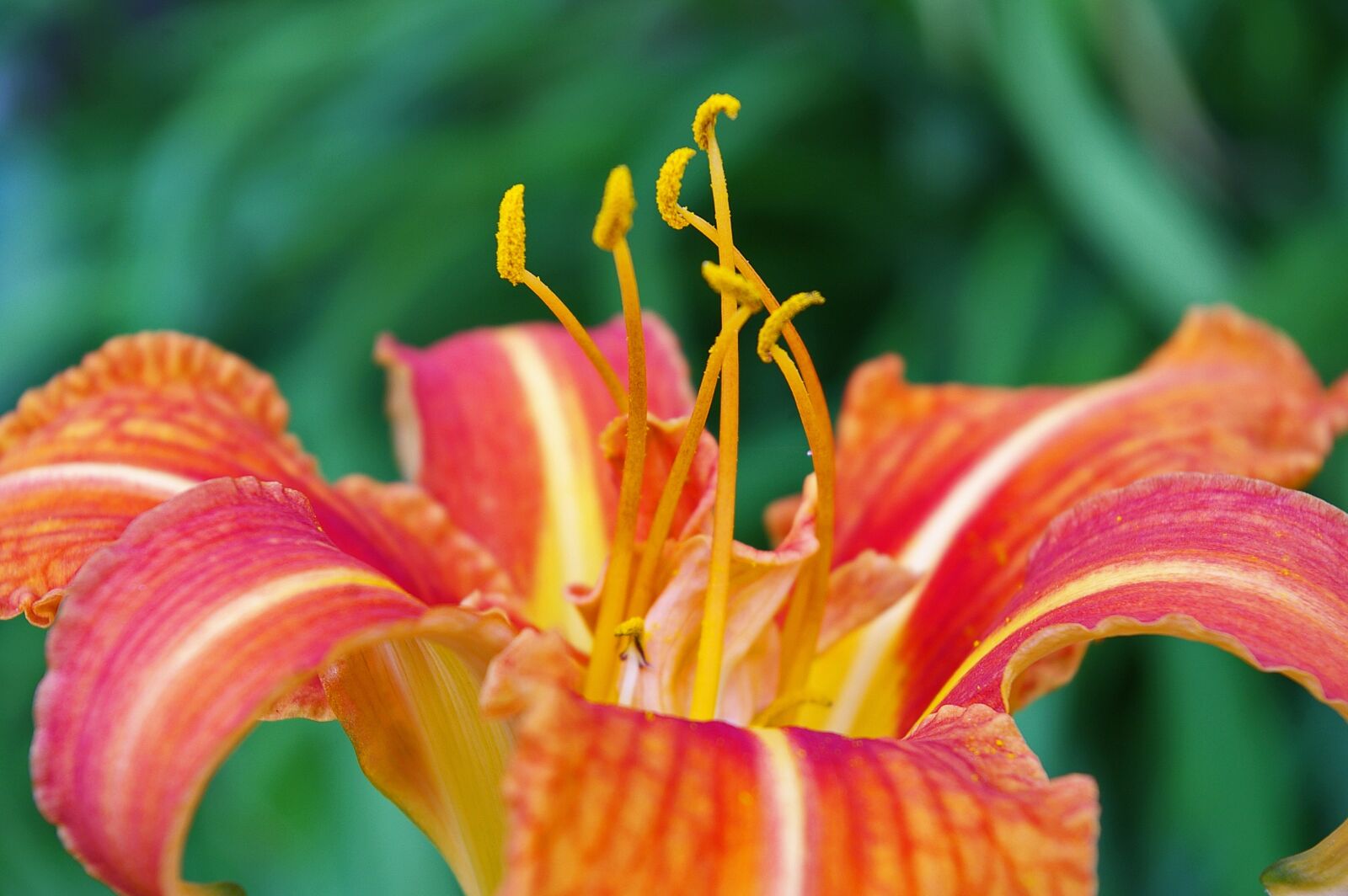 Pentax *ist DL2 sample photo. Daylily, blossom, bloom photography