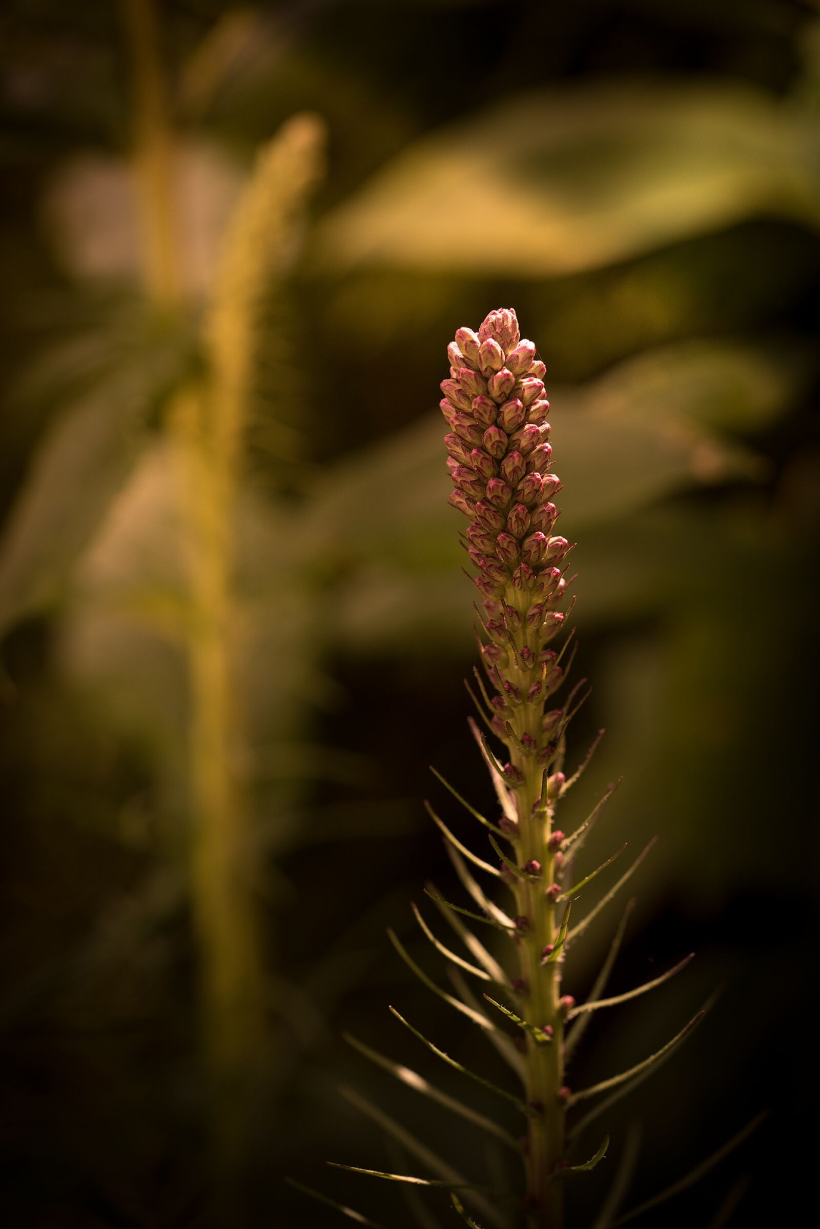 Nikon D750 sample photo. Splendor notch, composites, asteraceae photography