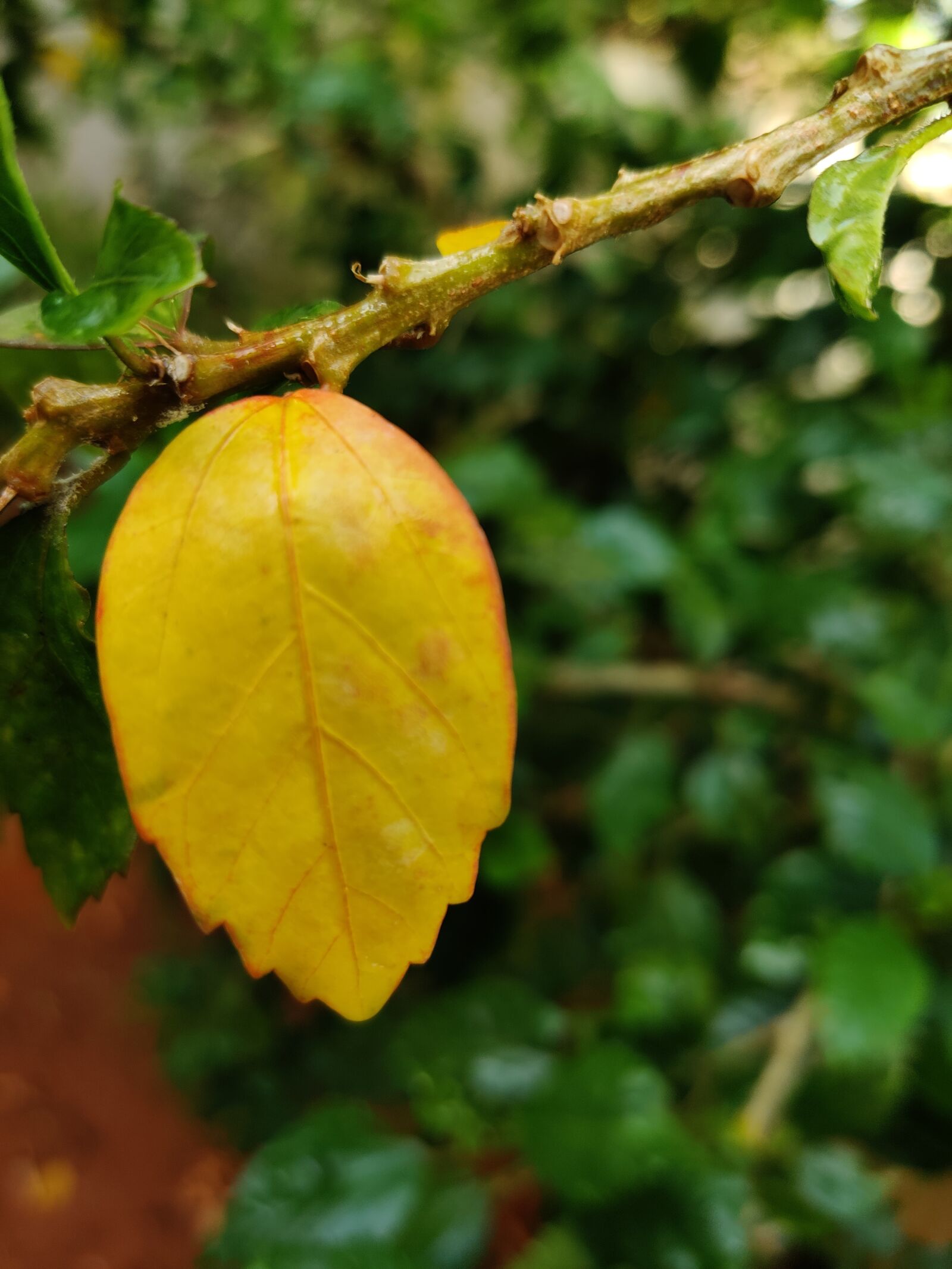 OnePlus GM1901 sample photo. Leaf, hibiscus leaf, yellow photography