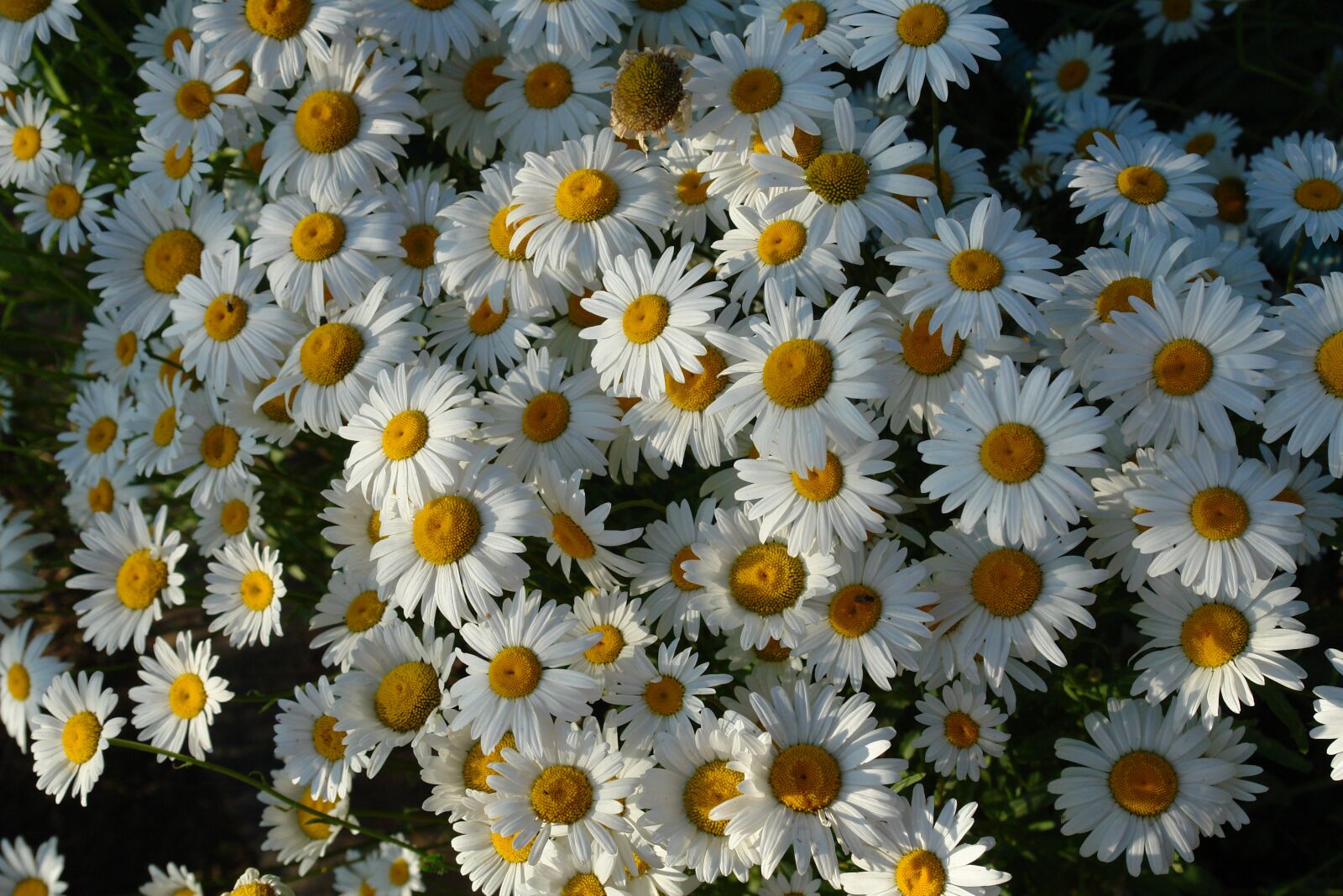 Sony DSC-R1 sample photo. Chamomile, flower, flowers photography