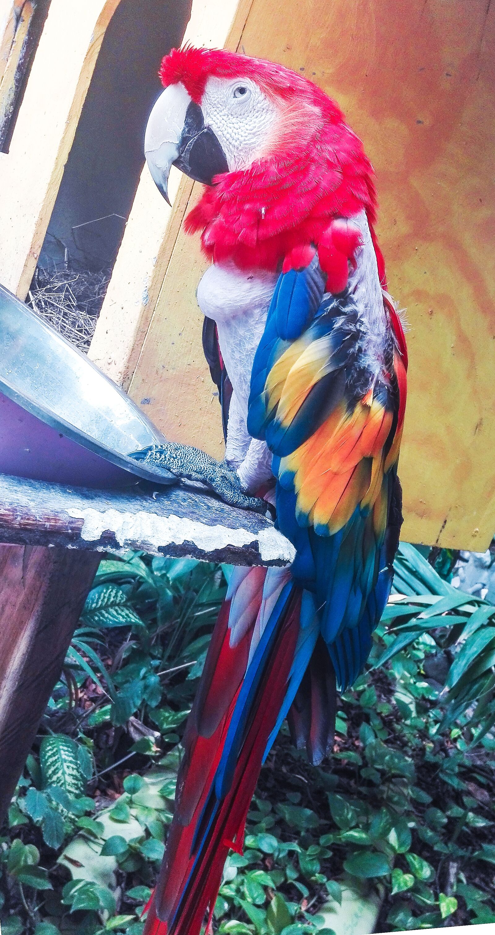 HUAWEI Y6II sample photo. Lora, parrot, selva photography