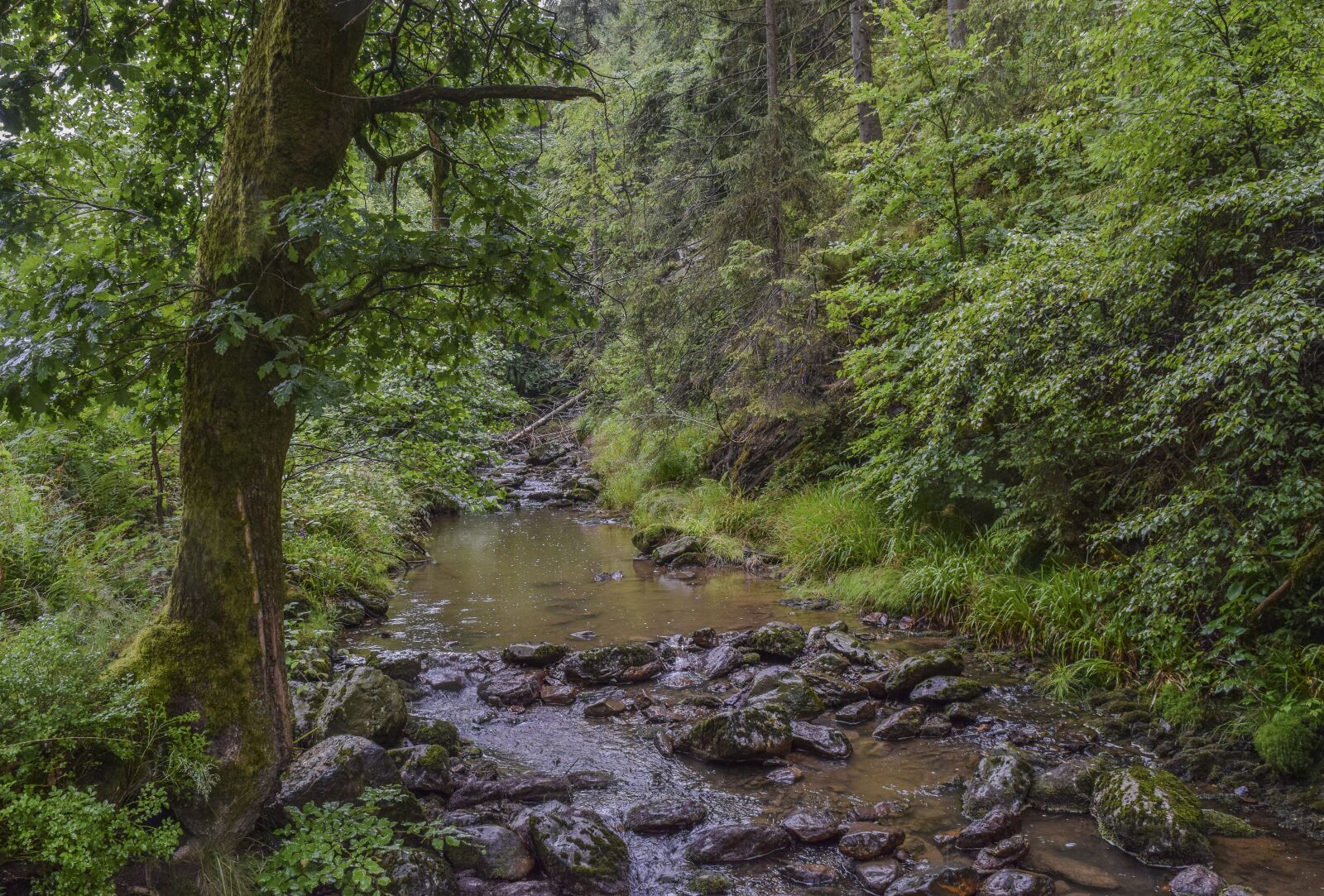 Nikon D3300 sample photo. Forest, nature, landscape photography